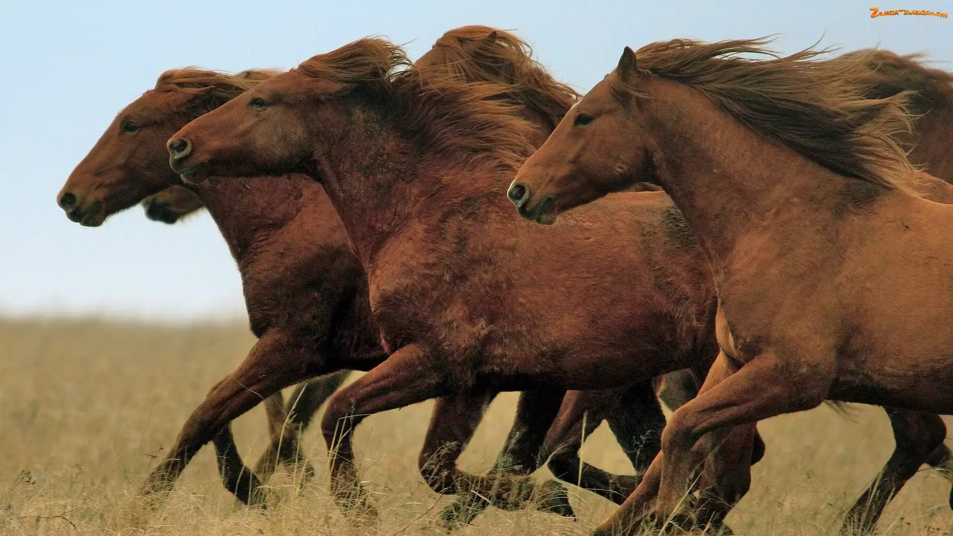 Brązowych, Galop, Stado, Koni