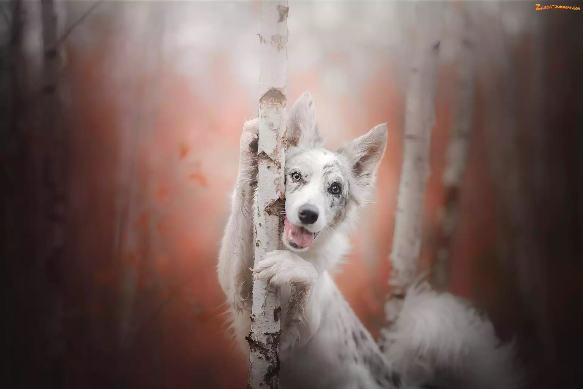 Brzozy, Pies, Border collie