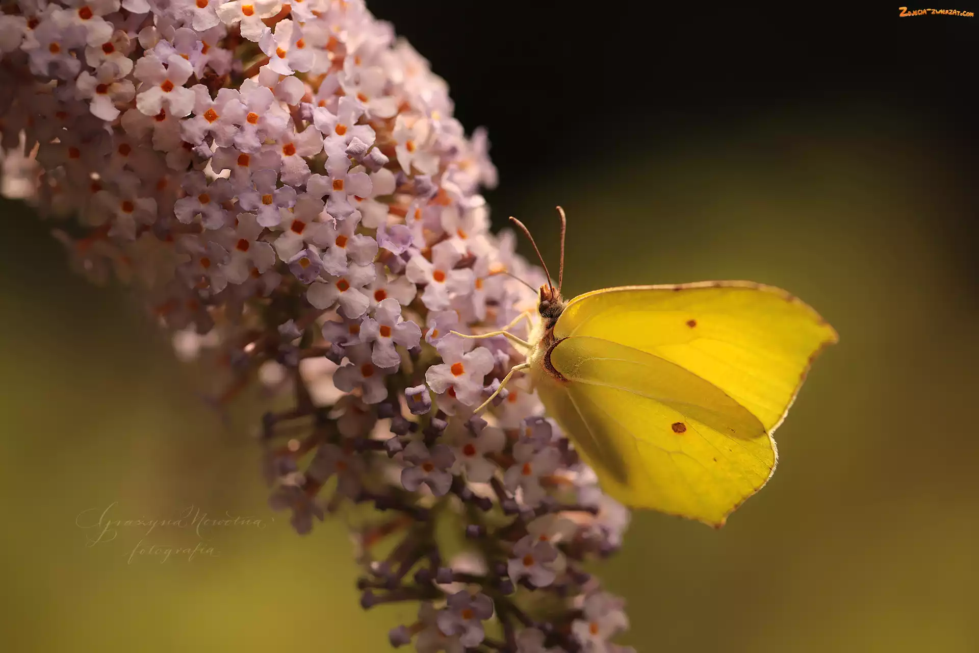 Budleja, Motyl, Latolistek cytrynek