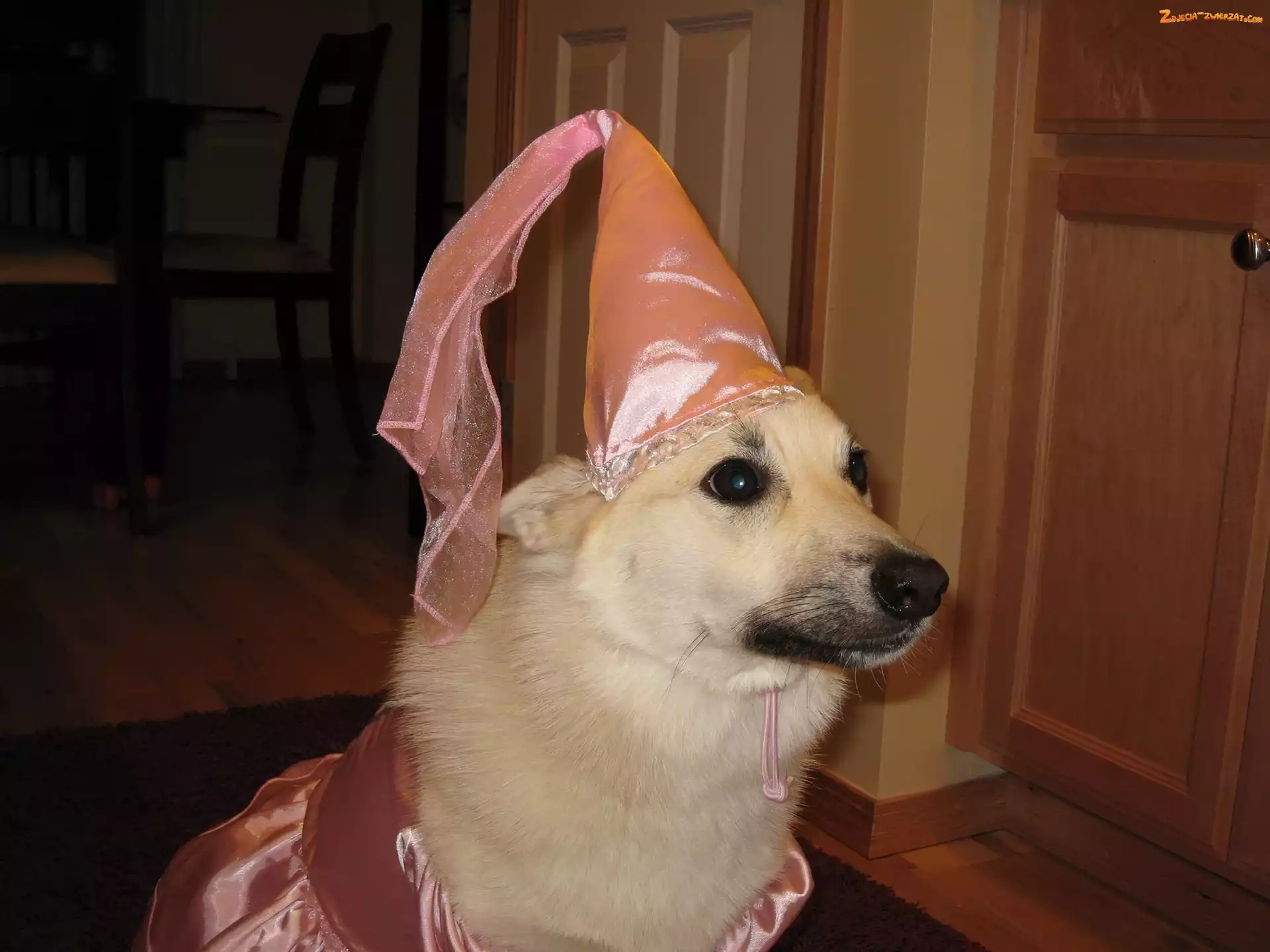 Norsk Buhund, ubranko