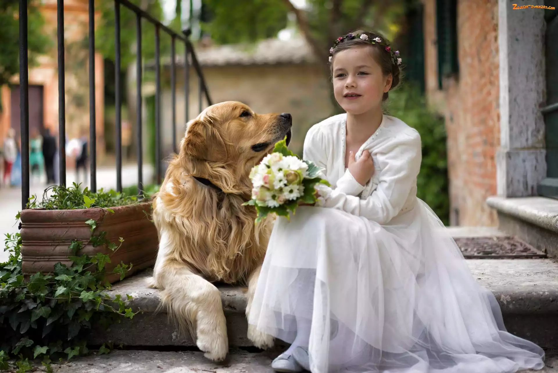 Bukiecik, Kwiaty, Piesek, Dziewczynka, Golden Retriever