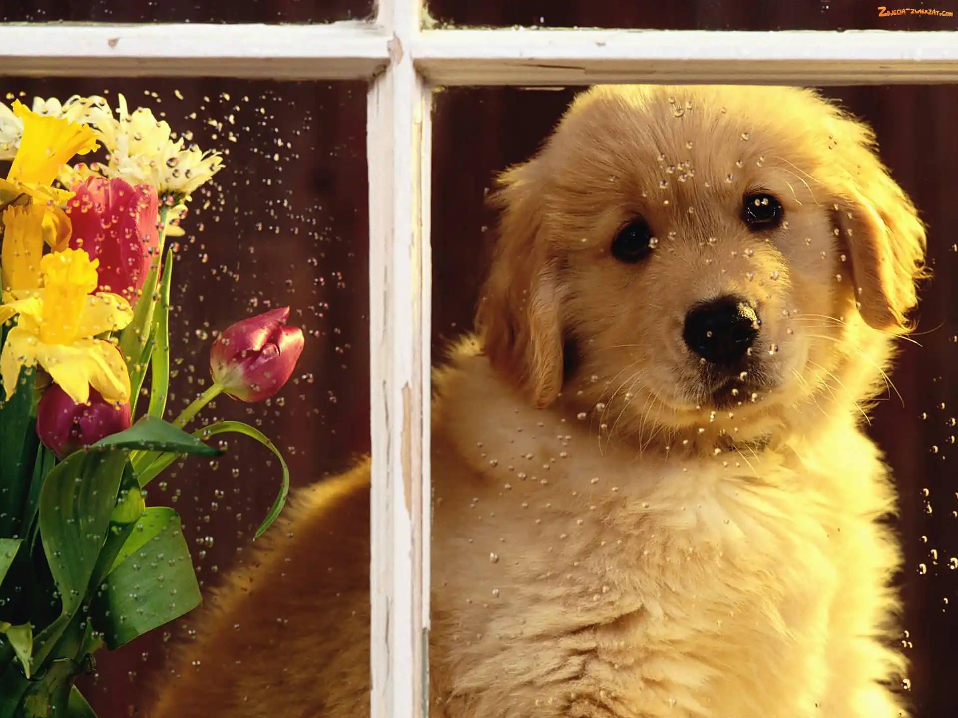 Golden Retriever, Kwiatów, Biały, Deszczu, Krople, Bukiet, Pies, Okno