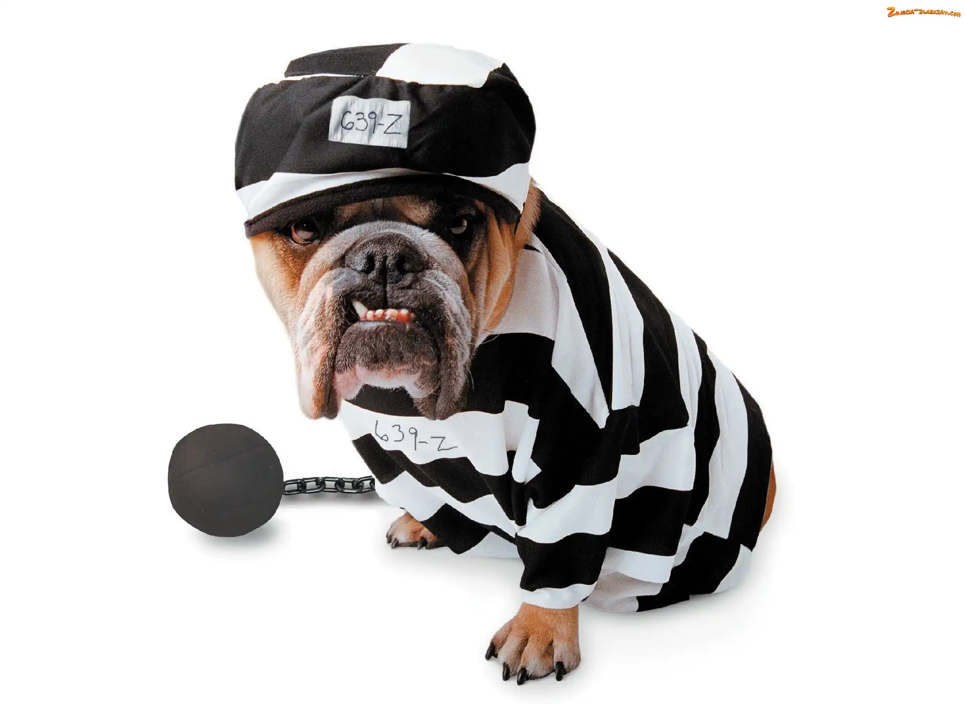 Więzień, Buldog, Czapka