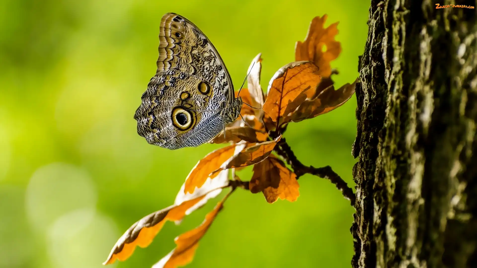 Caligo eurilochus, Liście, Motyl, Gałązka
