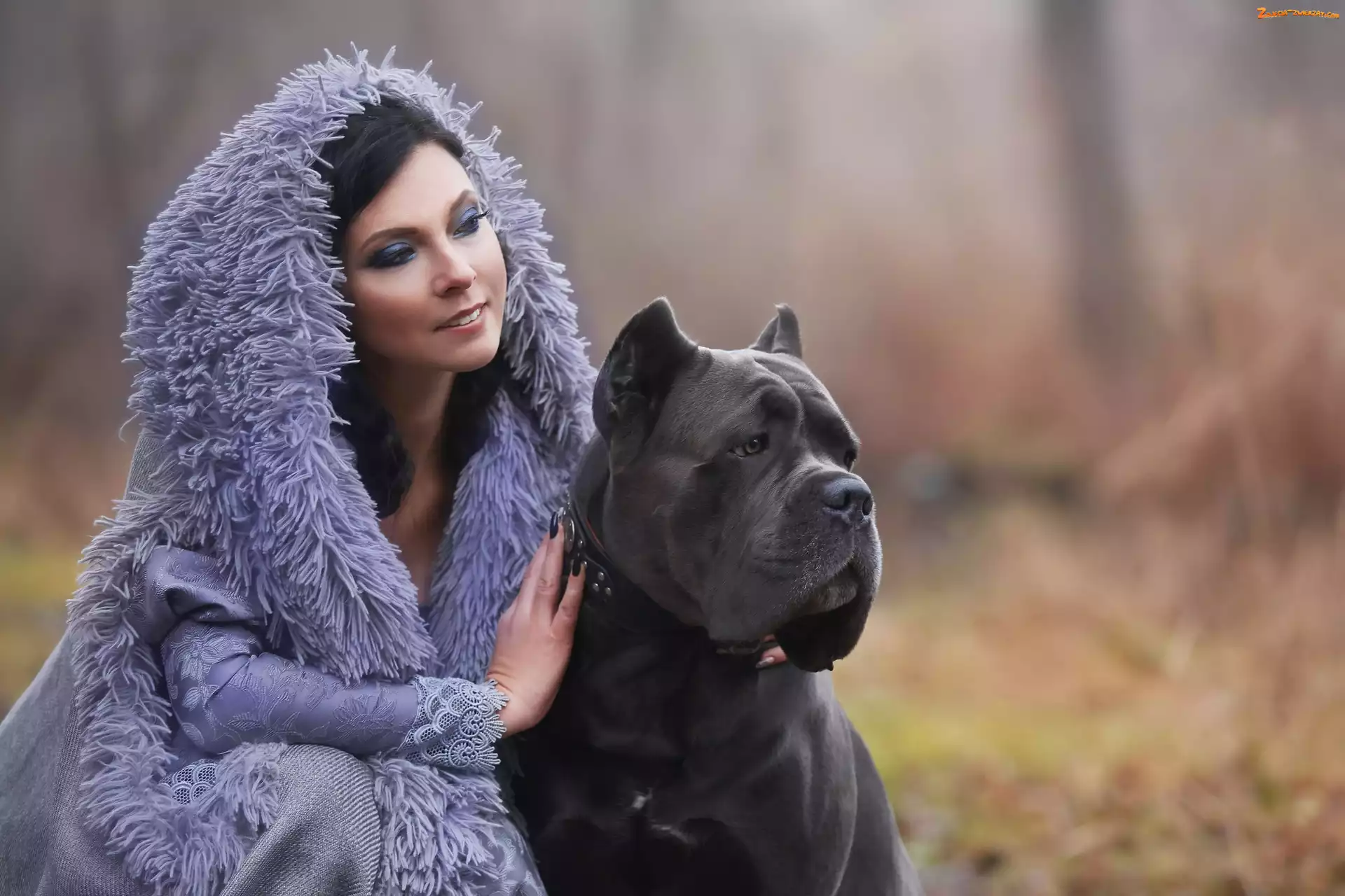 Cane corso, Pies, Makijaż, Kobieta, Duży