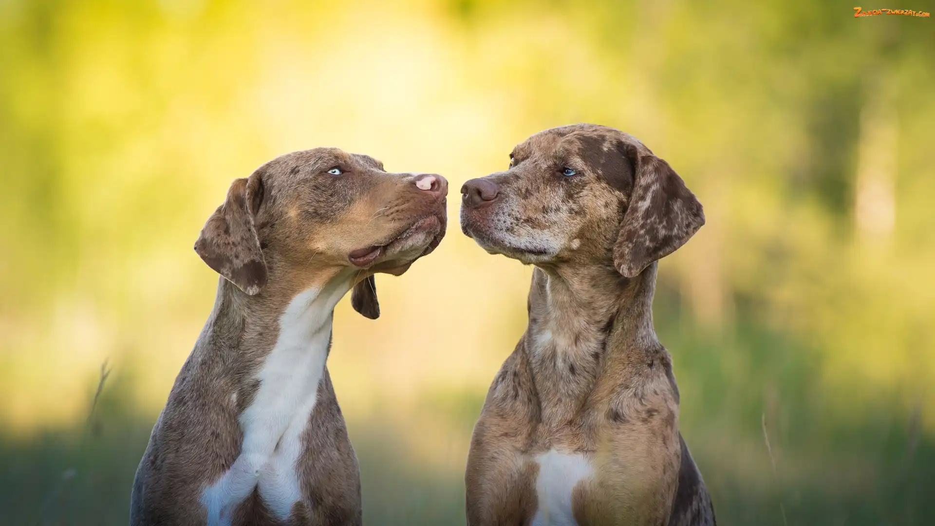 Catahoula leopard dog, Dwa, Psy