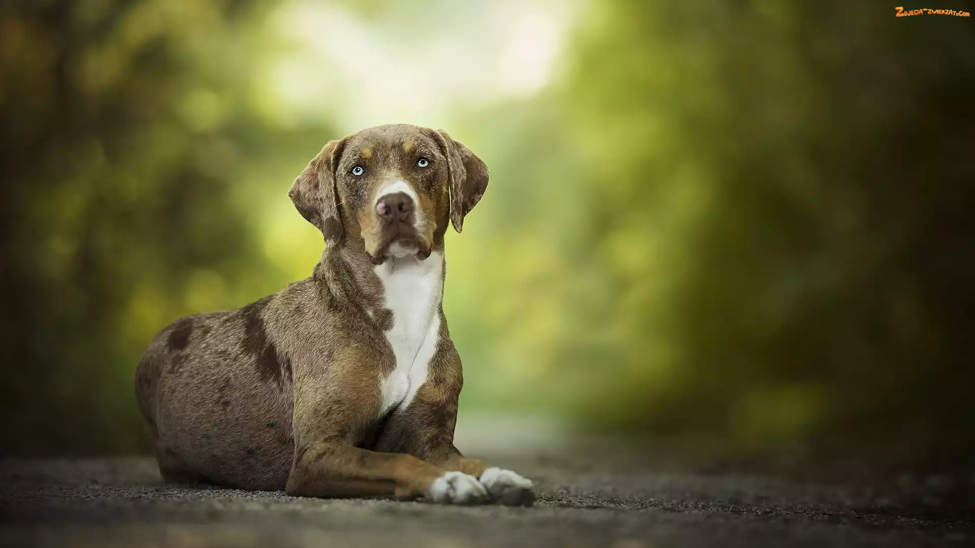 Catahoula leopard dog, Leżący, Pies