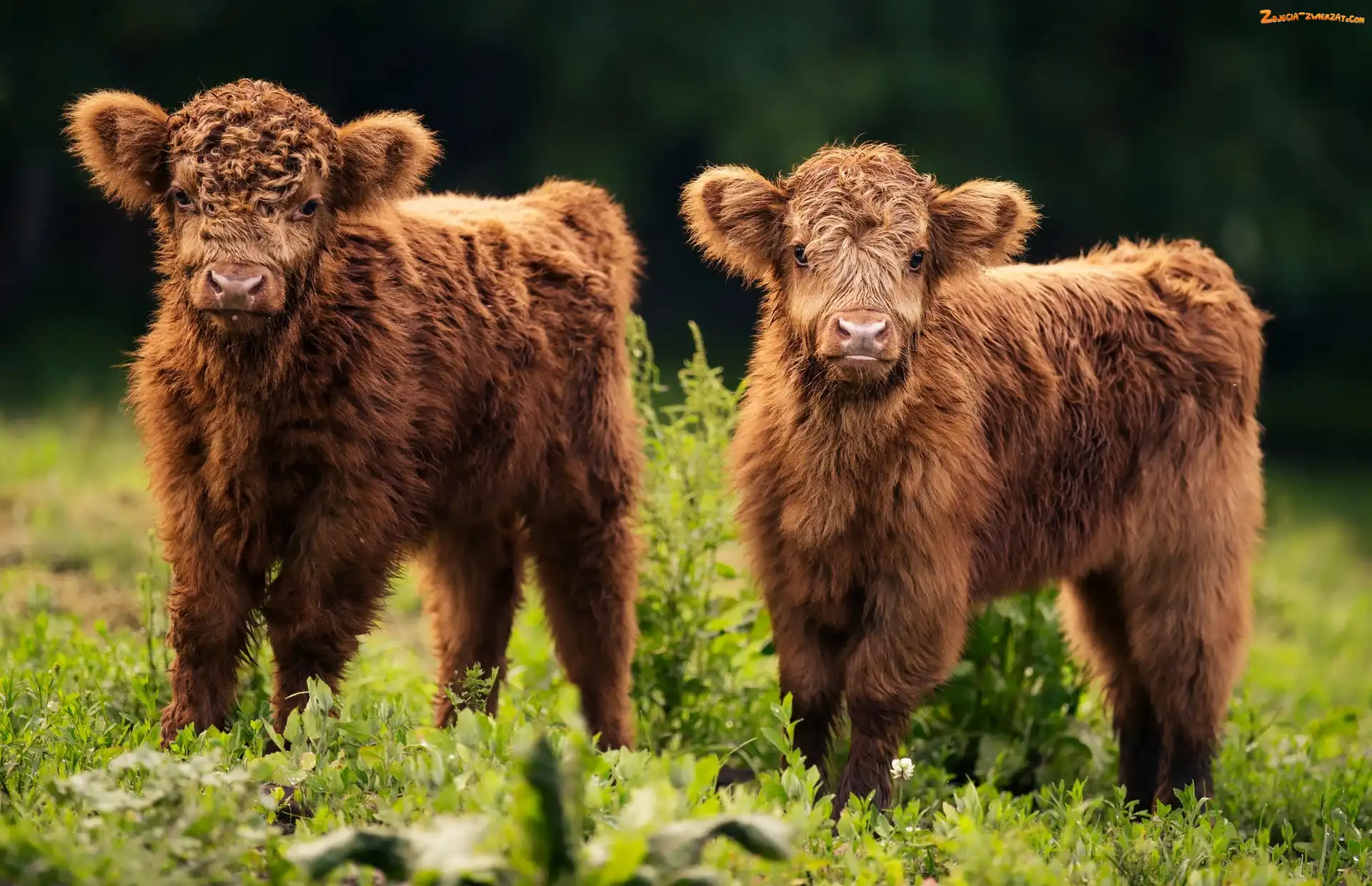 Highland cattle, Szkocka rasa wyżynna, Młode, Dwie, Krówki