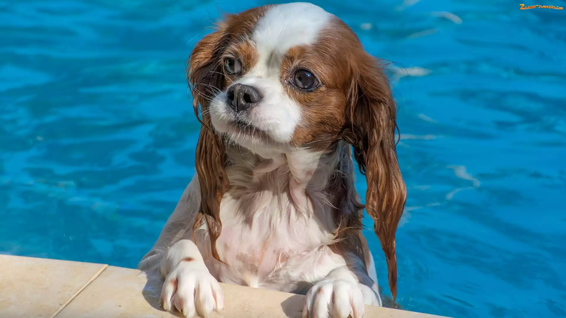 Kąpiel, Cavalier king charles spaniel, Pies, Basen
