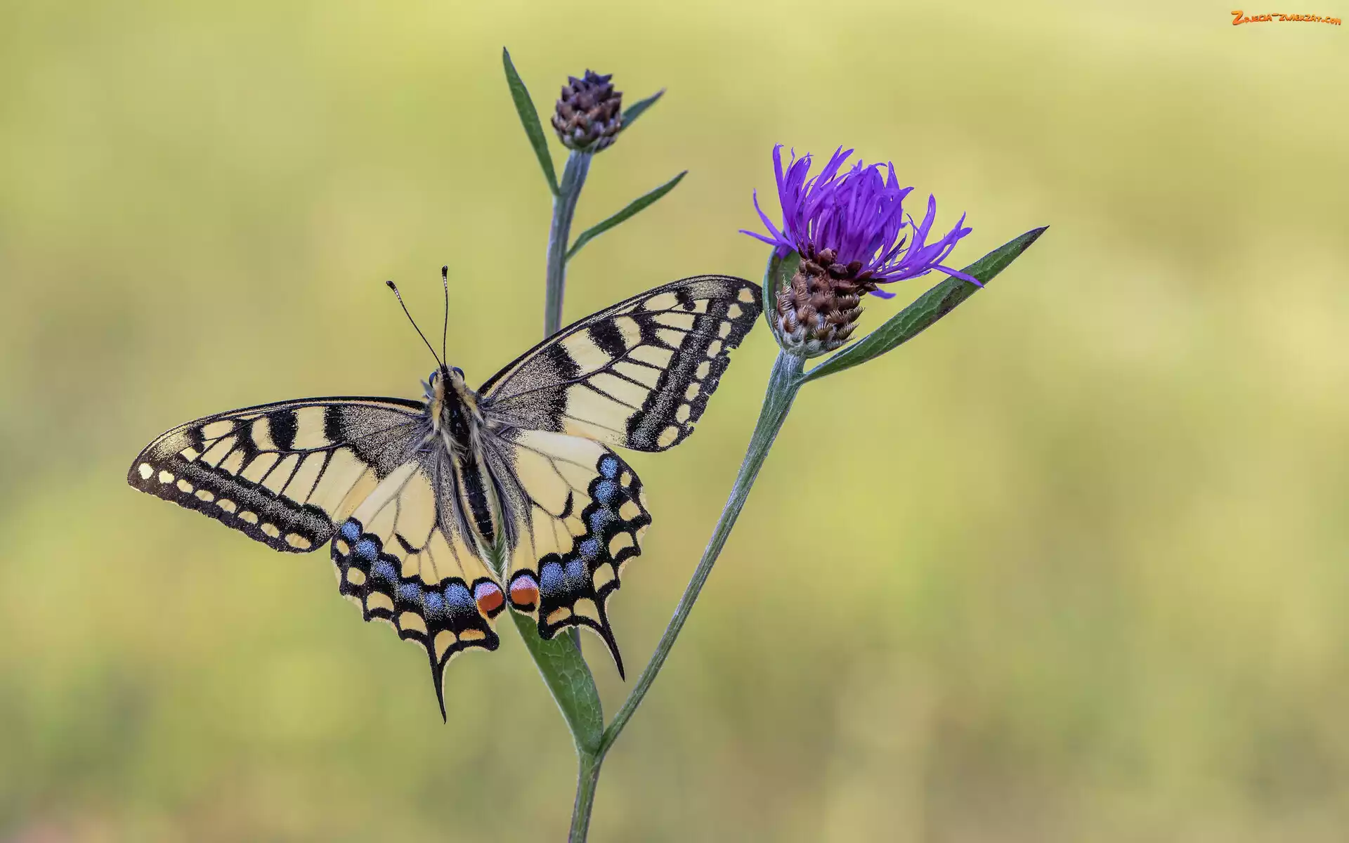 Motyl, Paź królowej, Chaber łąkowy, Kwiat