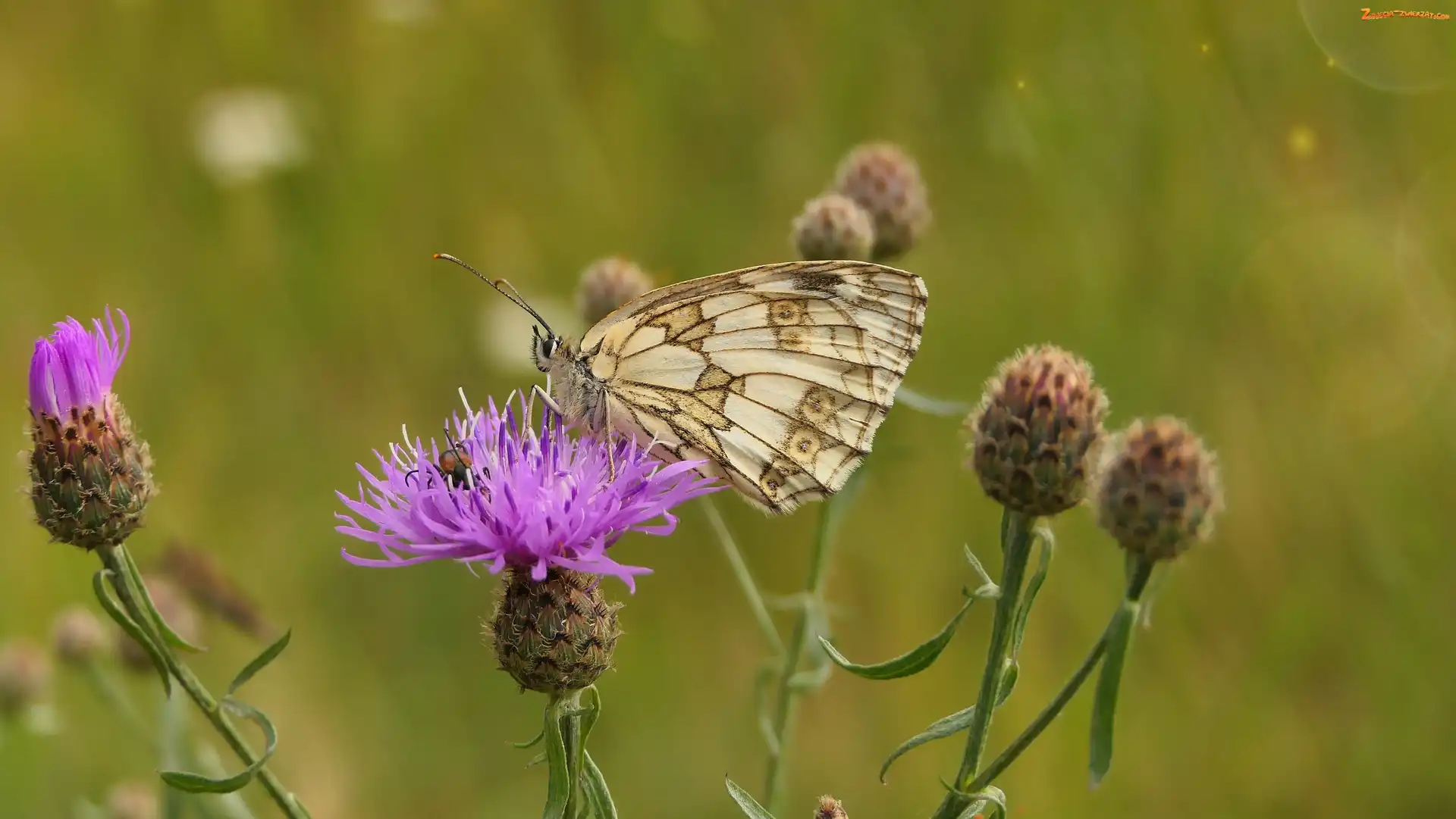 Motyl, Polowiec szachownica, Chaber driakiewnik, Kwiat