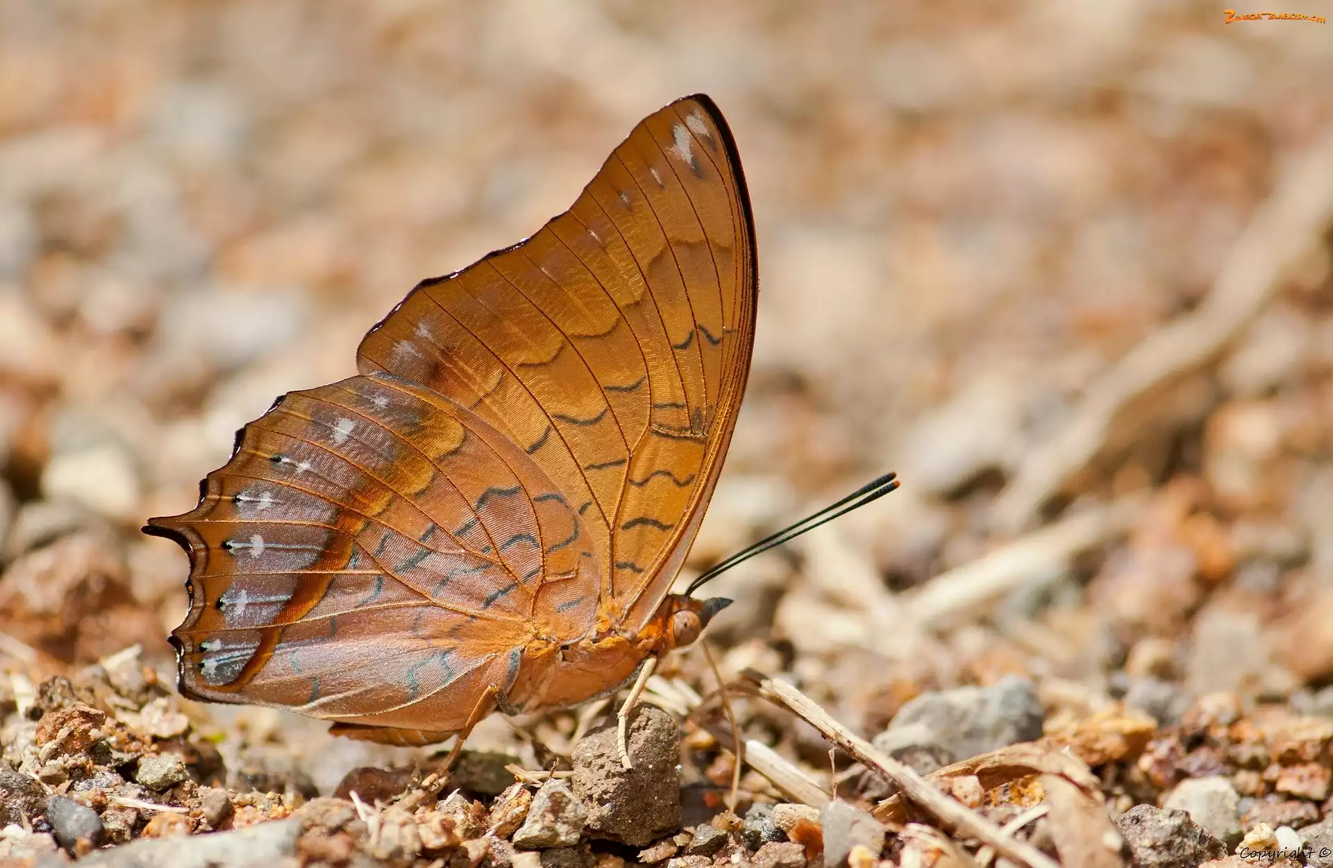 Charaxes affinis, BrÄ…zowy, Motyl