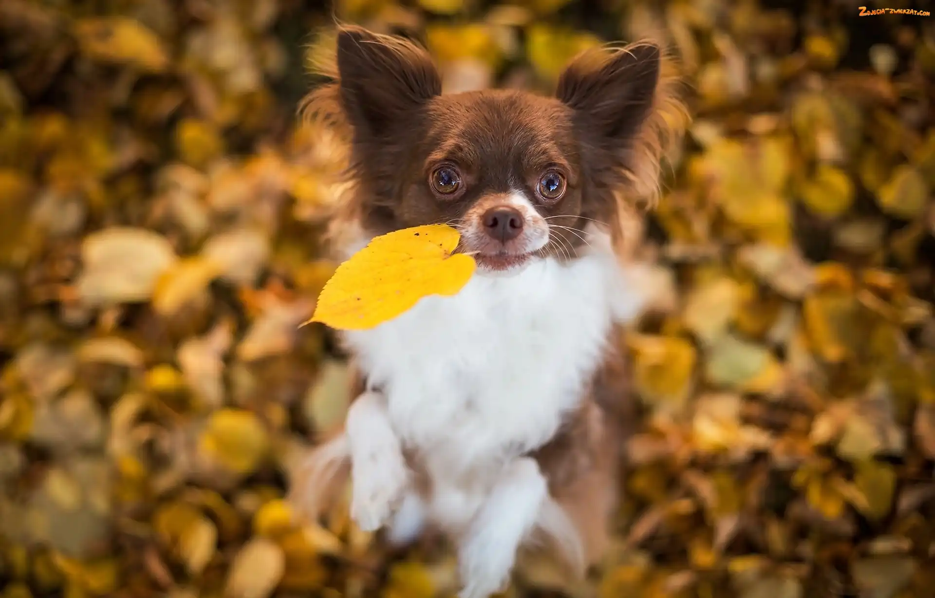 Chihuahua, Liście, Pies, Jesienne