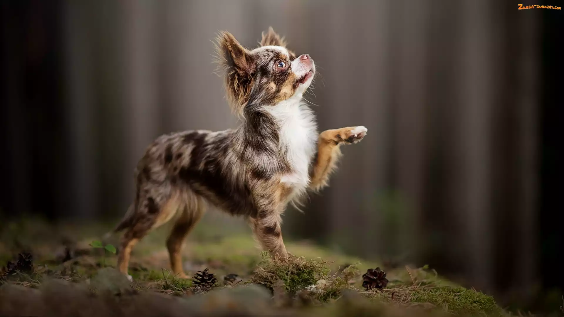 Chihuahua długowłosa, Szyszki, Pies, Ściółka
