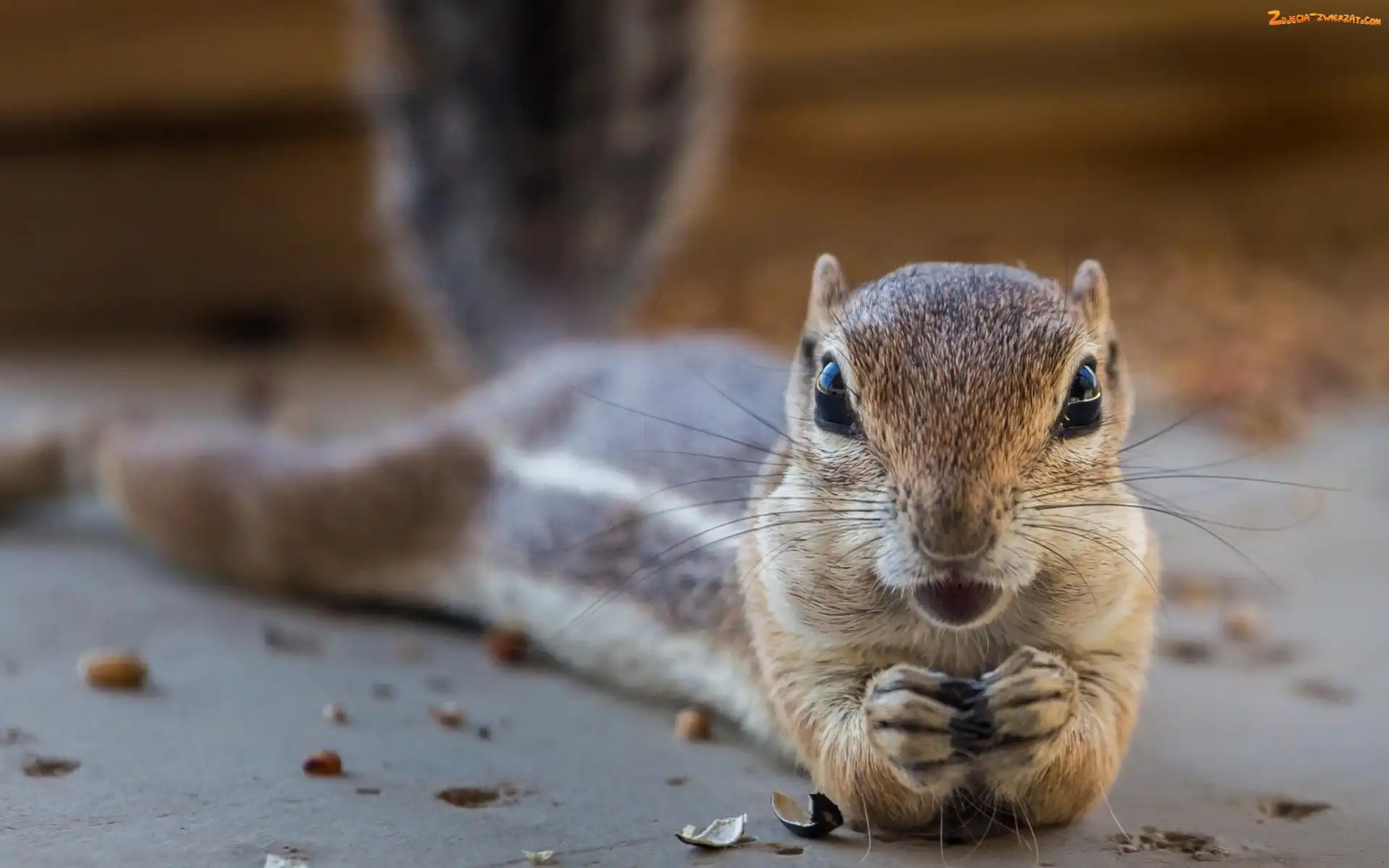 Chipmunk, Łapki