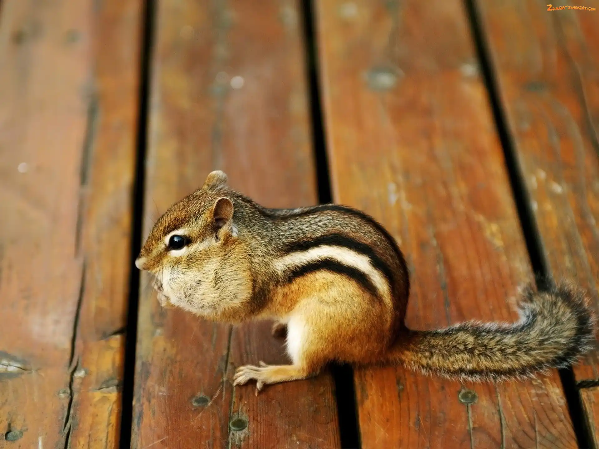 Deski, Chipmunk