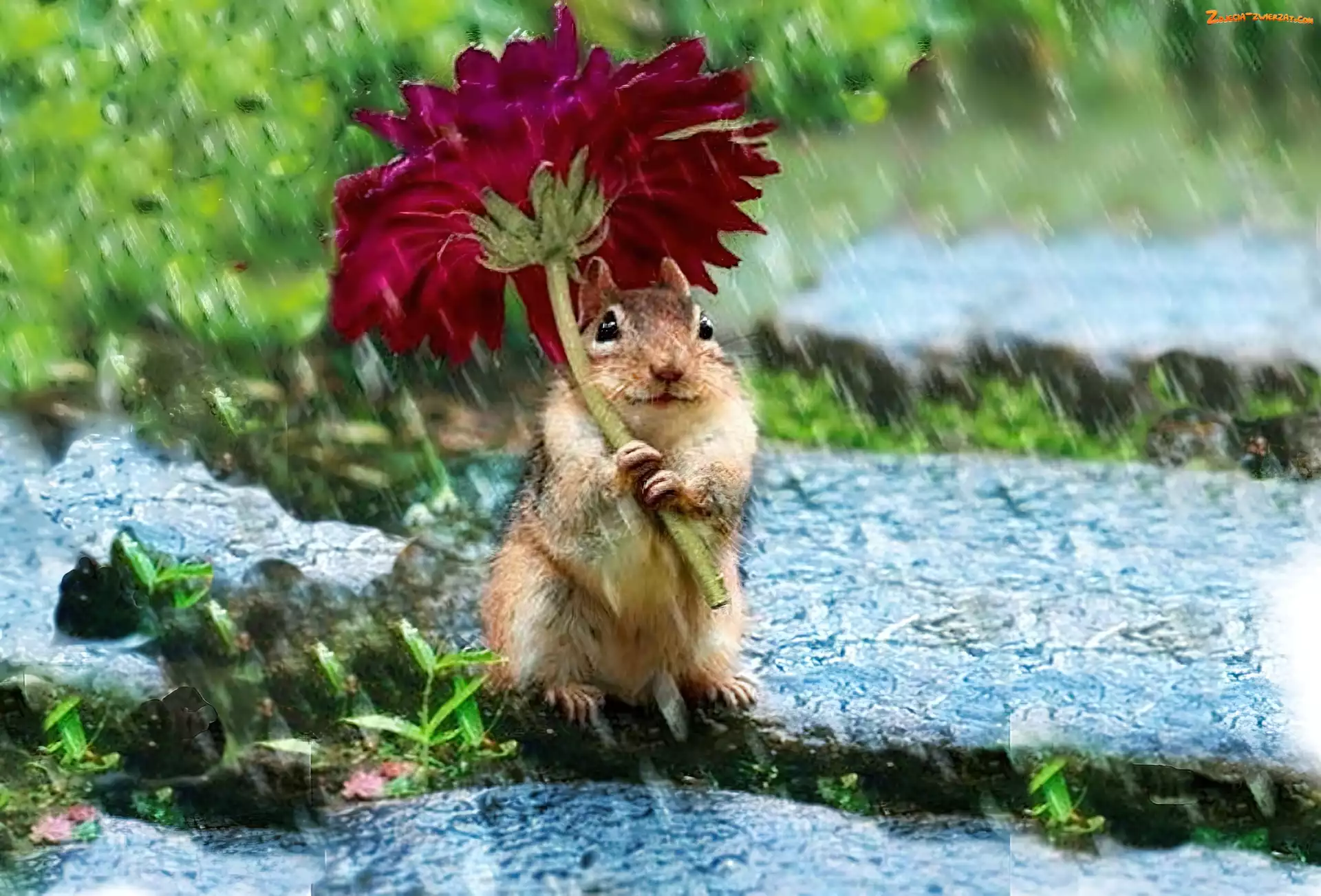 Deszcz, Chipmunk, Kwiatek