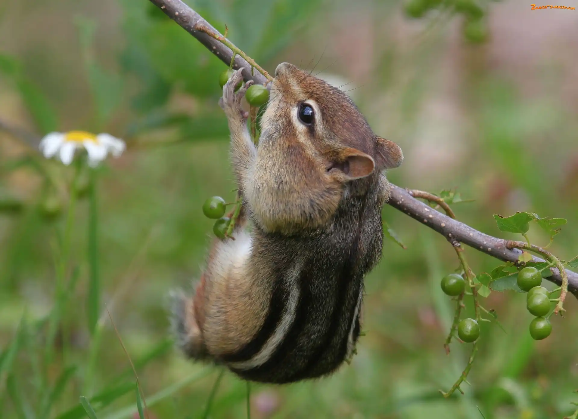 Jedzonko, Chipmunk, Gałązka