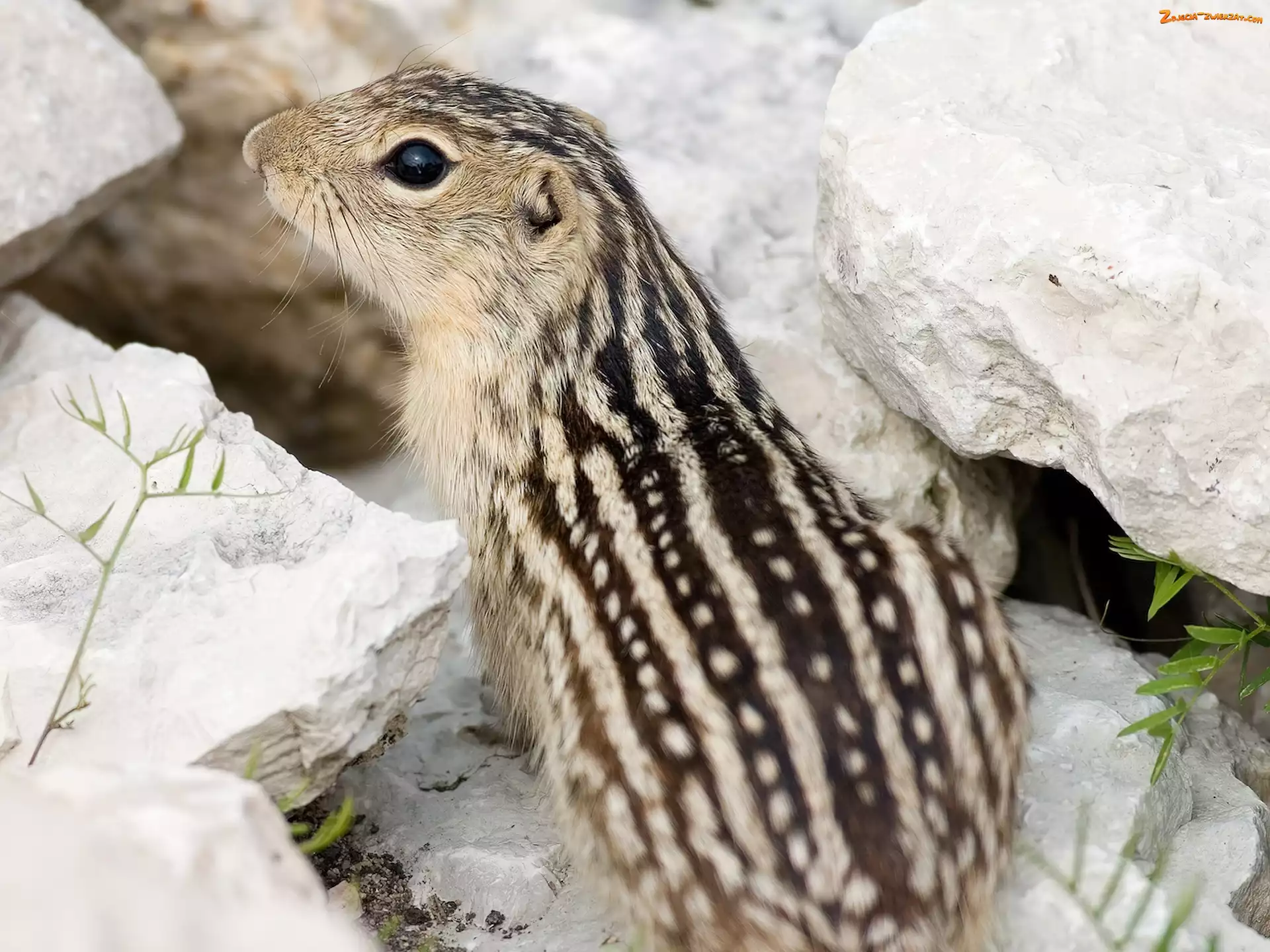 Kamienie, Chipmunk
