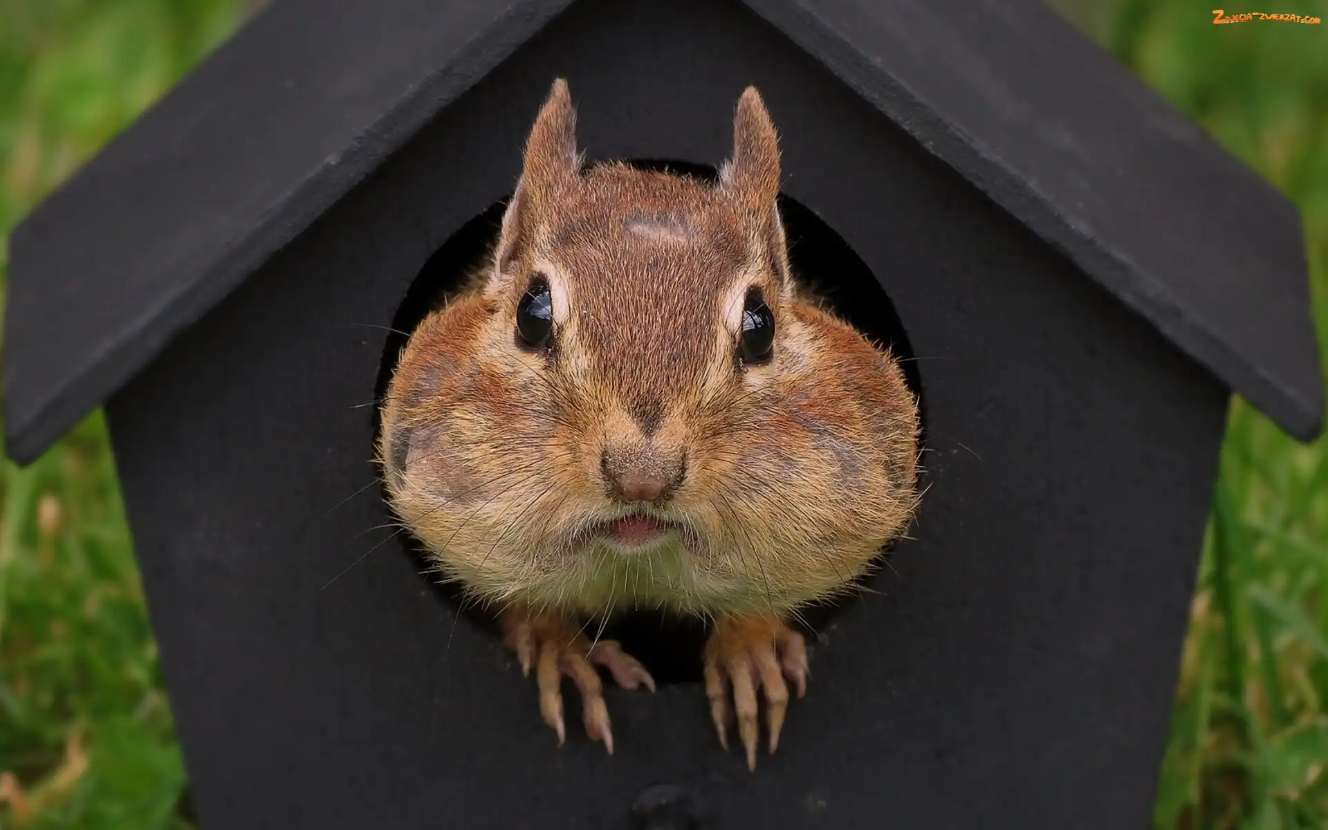 Chipmunk, Karmnik
