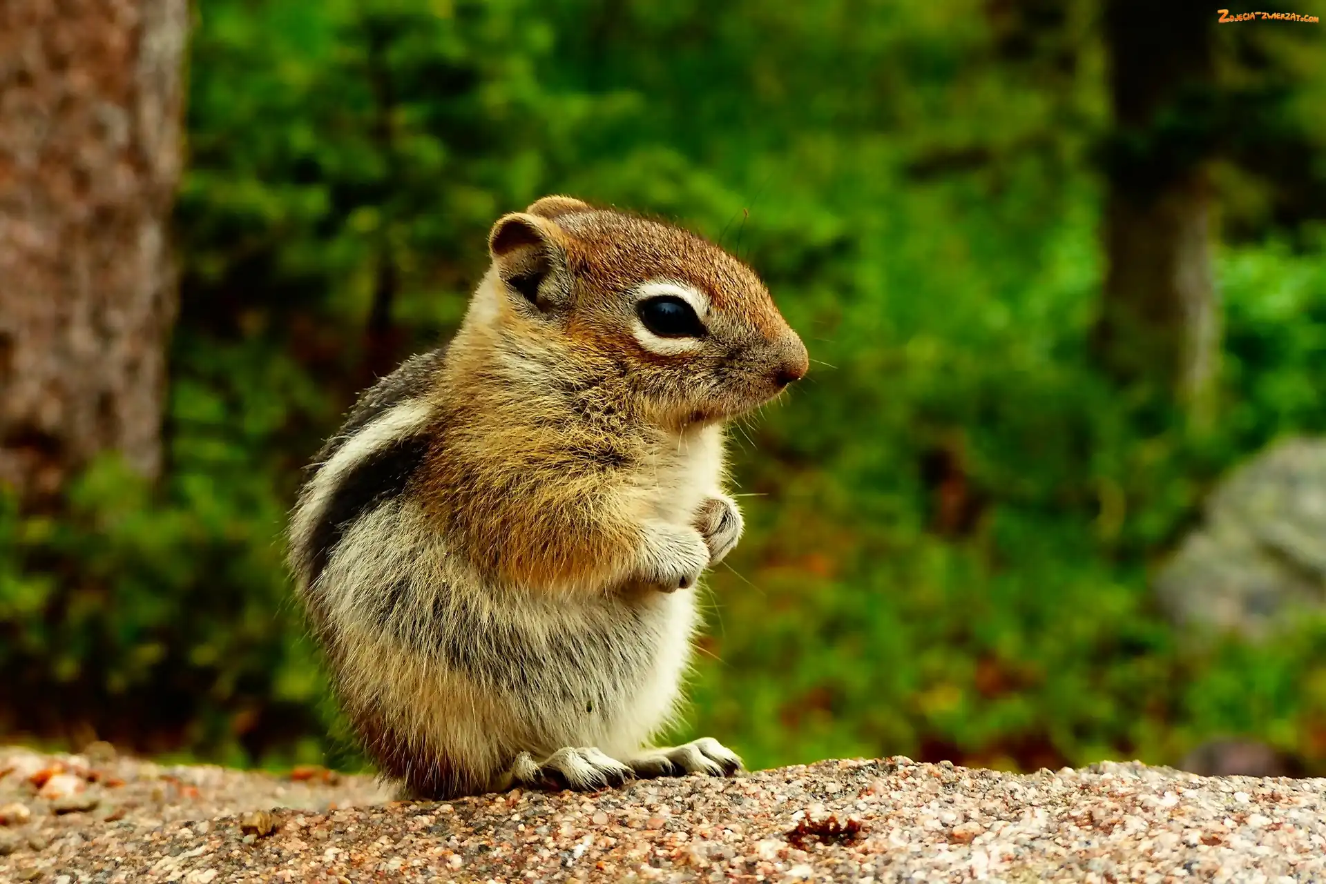 Las, Chipmunk, Wiewiórka