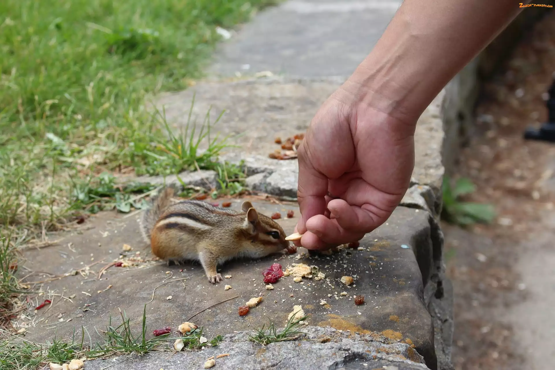 Chipmunk, Jedna, Dłoń, Owoce, Mała, Suszone
