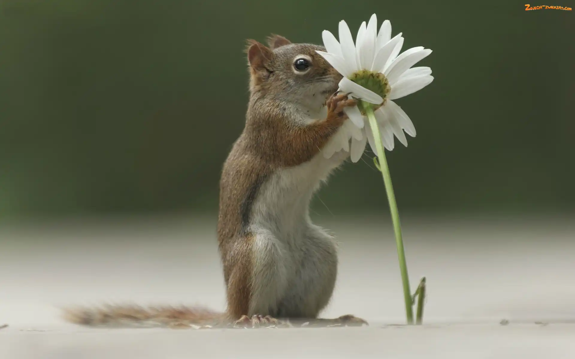 Margerytka, Chipmunk, Kwiatek