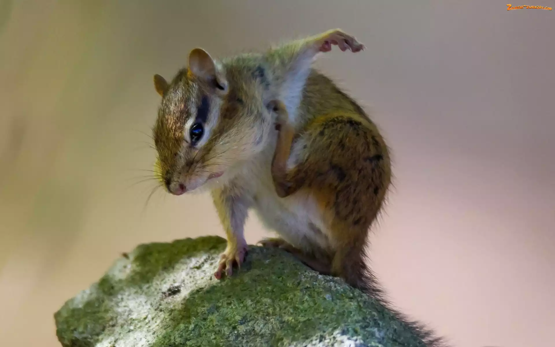 Mech, Chipmunk, Kamień