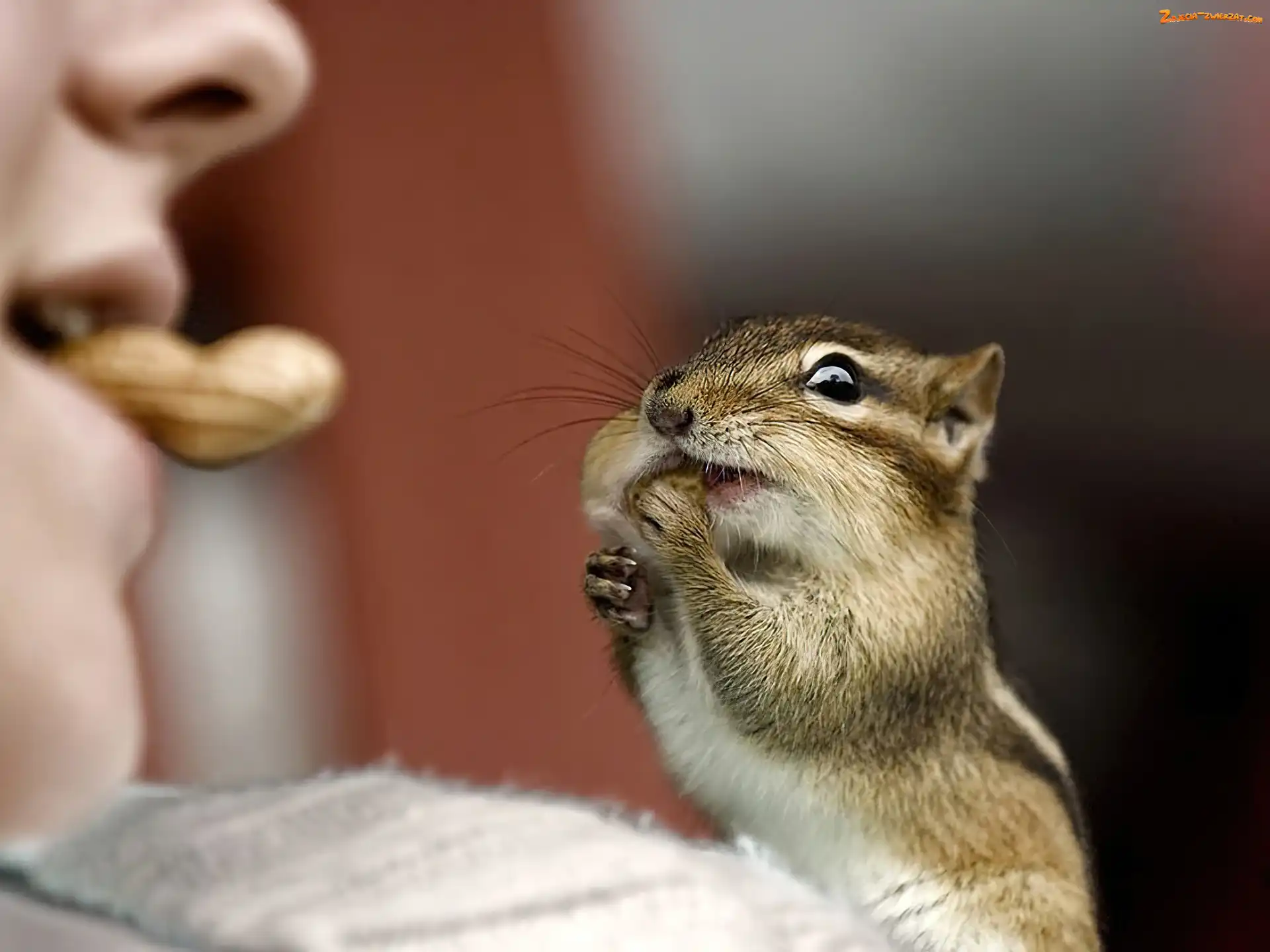 Orzeszek, Chipmunk, Dziewczynka