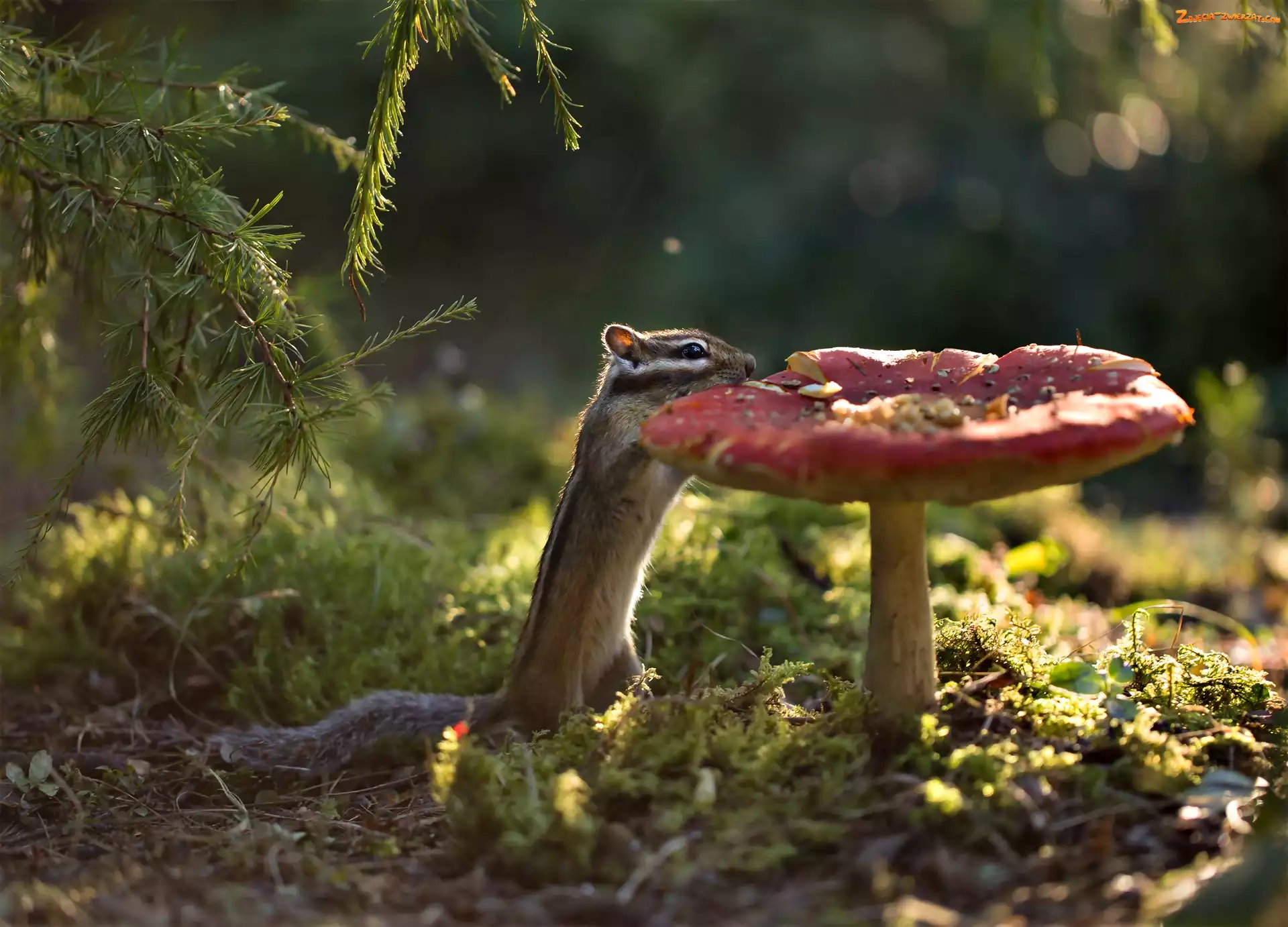 Chipmunk, Gałązki, Pręgowiec, Grzyb
