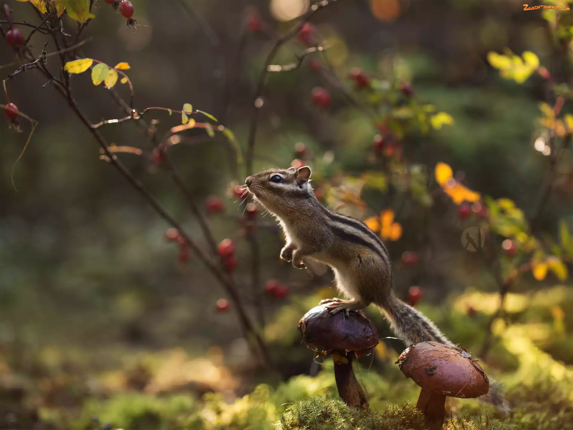 Chipmunk, Gałązki, Pręgowiec, Grzyby