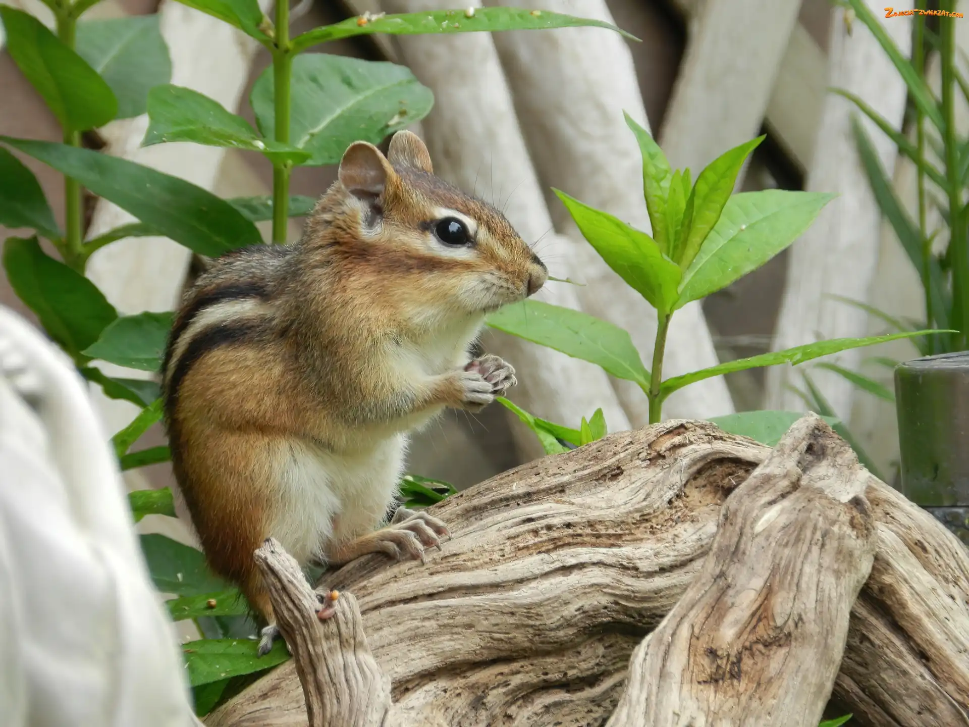 Roślinki, Chipmunk, Konar