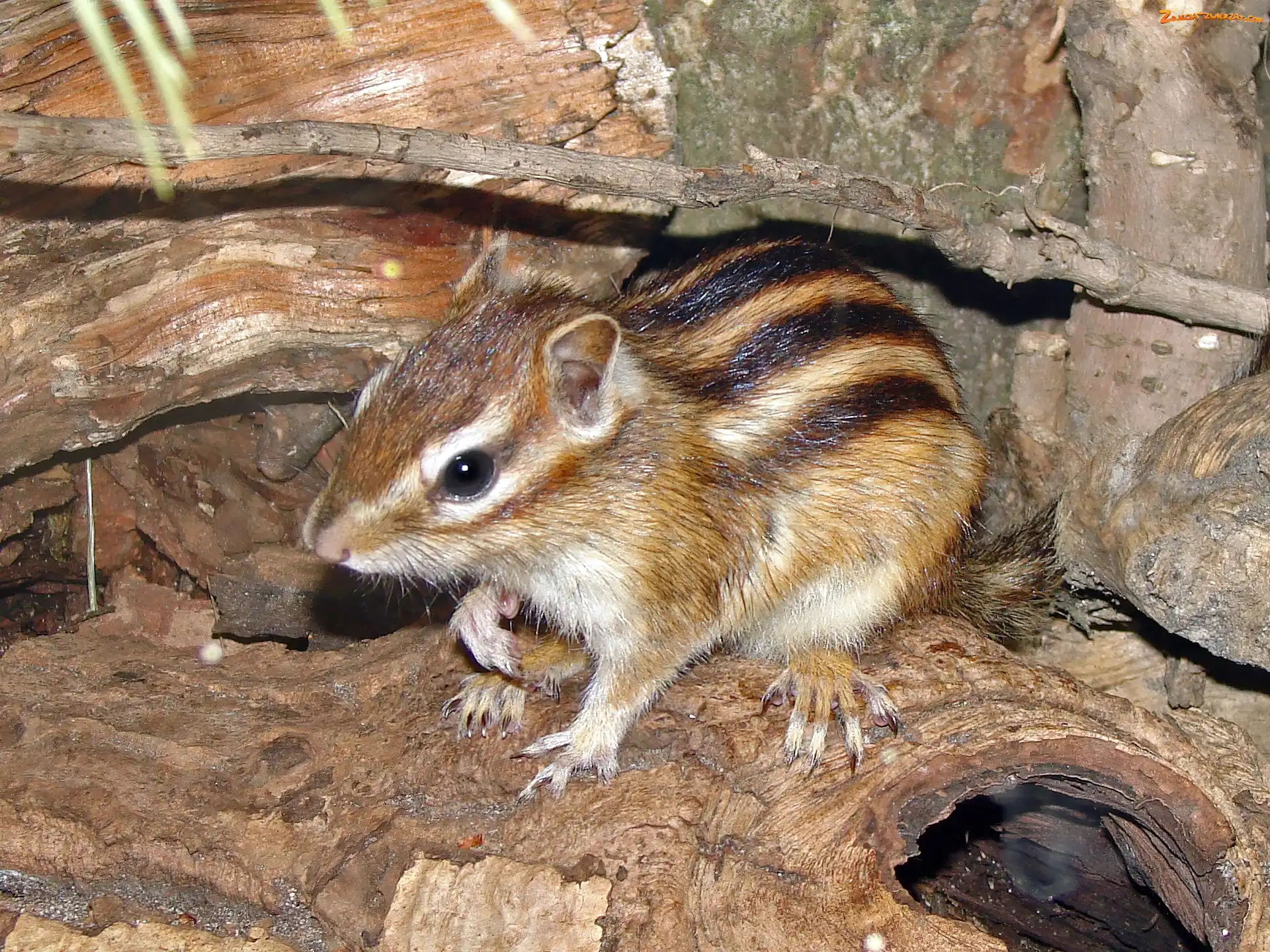Chipmunk, Skały