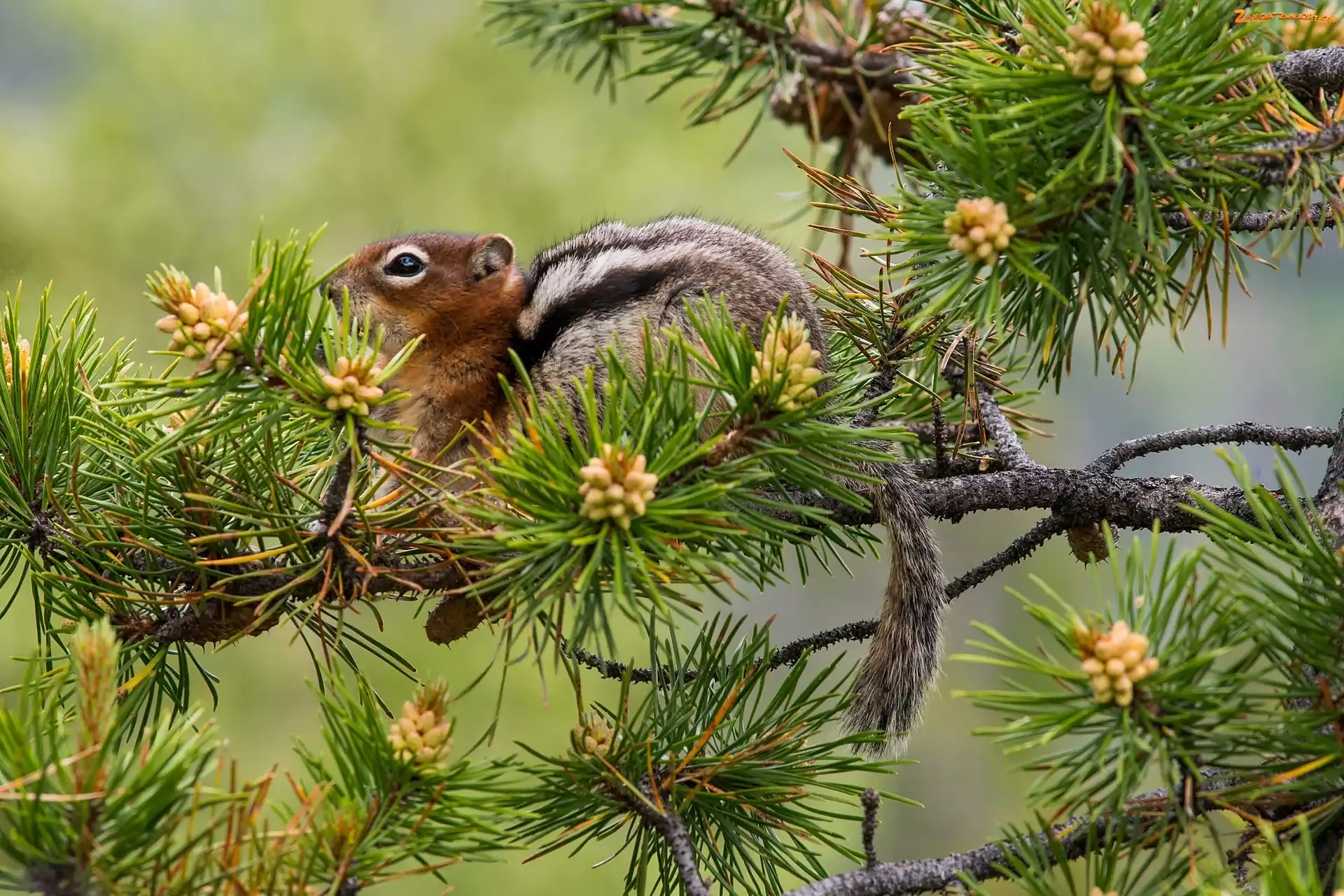 Szyszki, Chipmunk, Gałąź