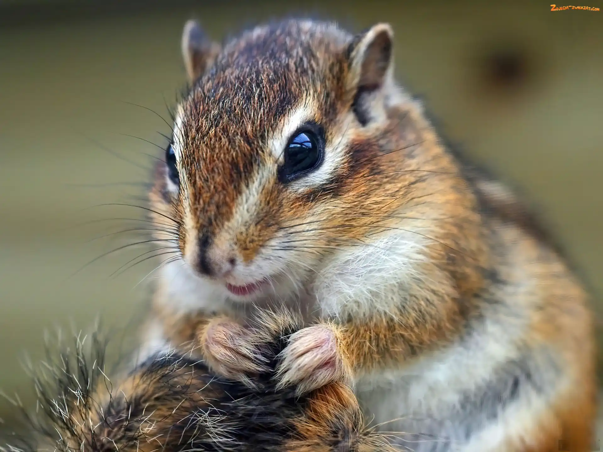 Trawa, Chipmunk, Łapki