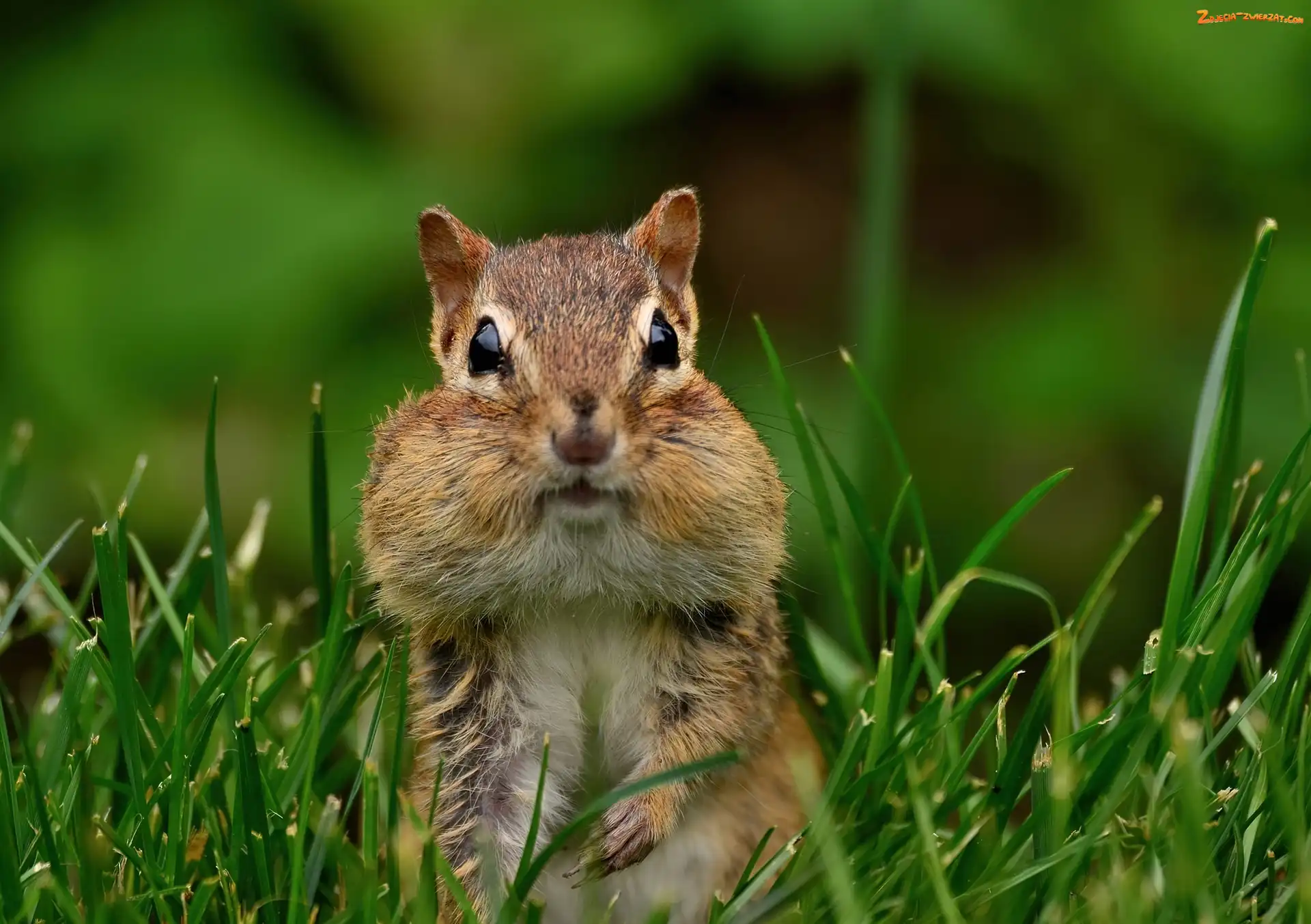 Trawa, Chipmunk, Gryzoń