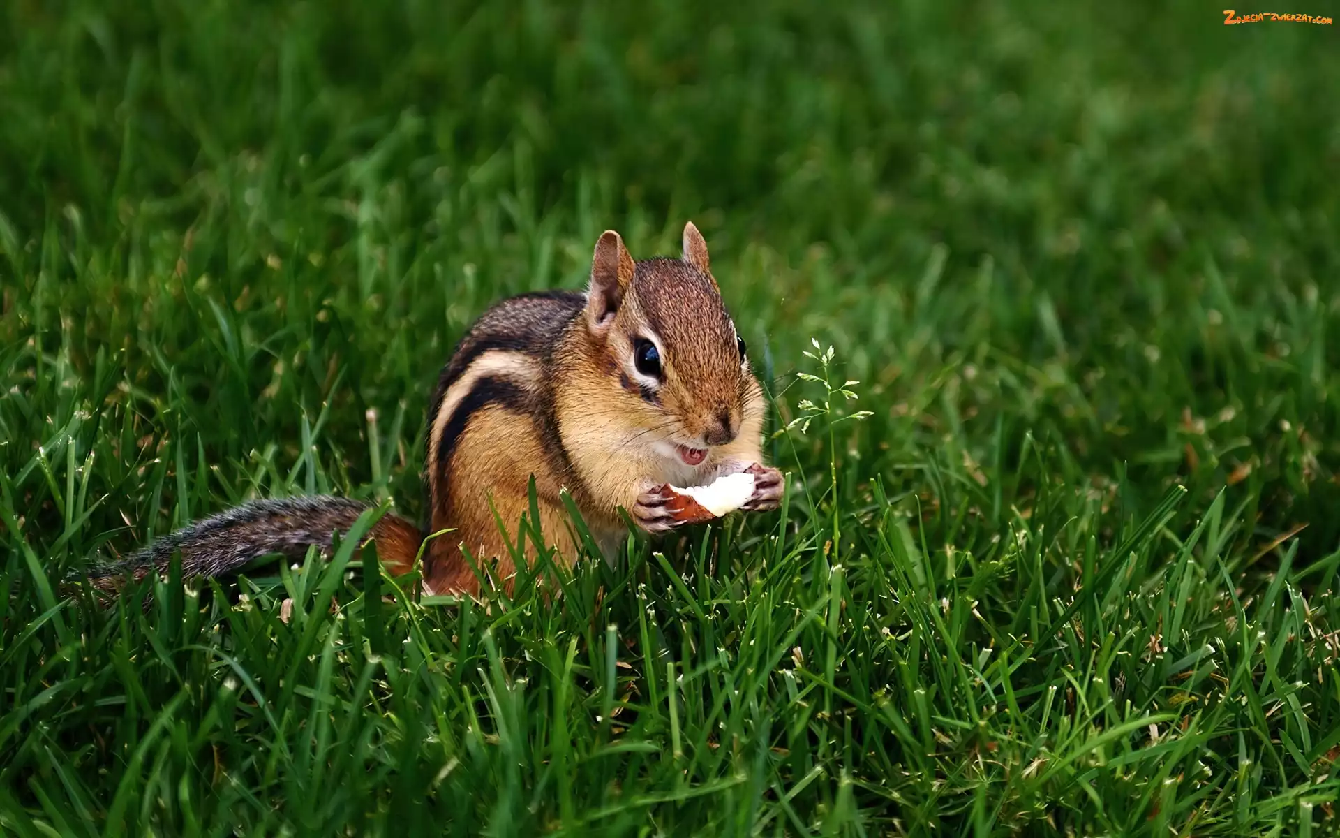 Trawa, Chipmunk, Jabłuszko