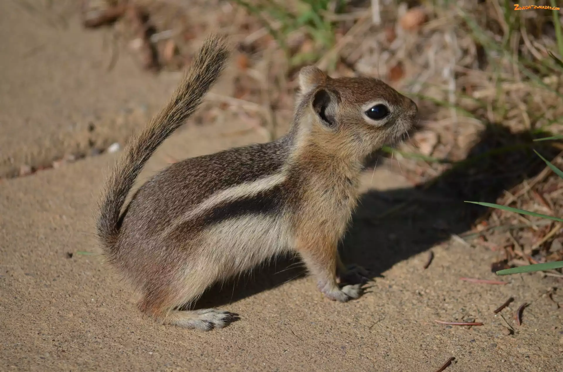 Chipmunk, Trawka