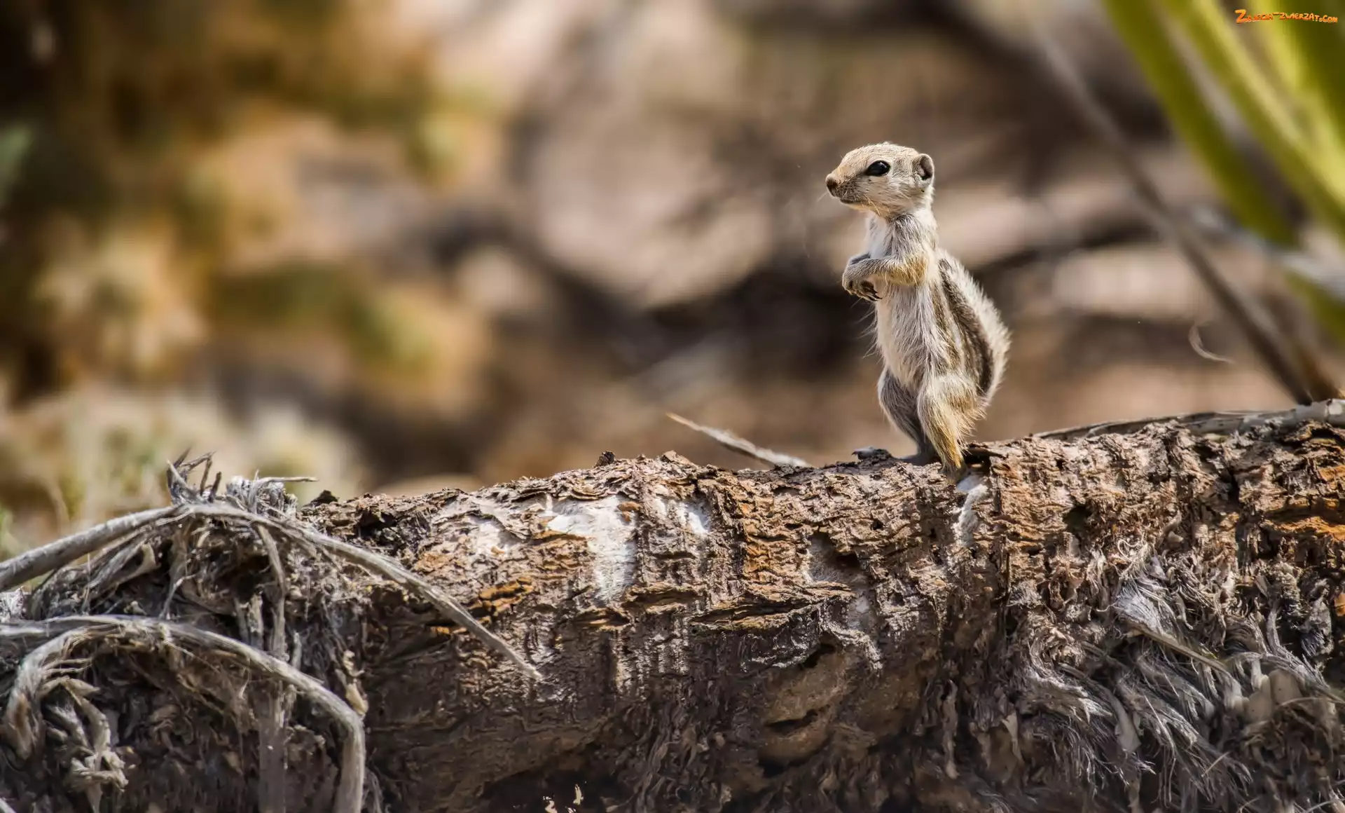 Chipmunk, Mała, Las, Obserwowanie, Wiewióreczka, Drzewo