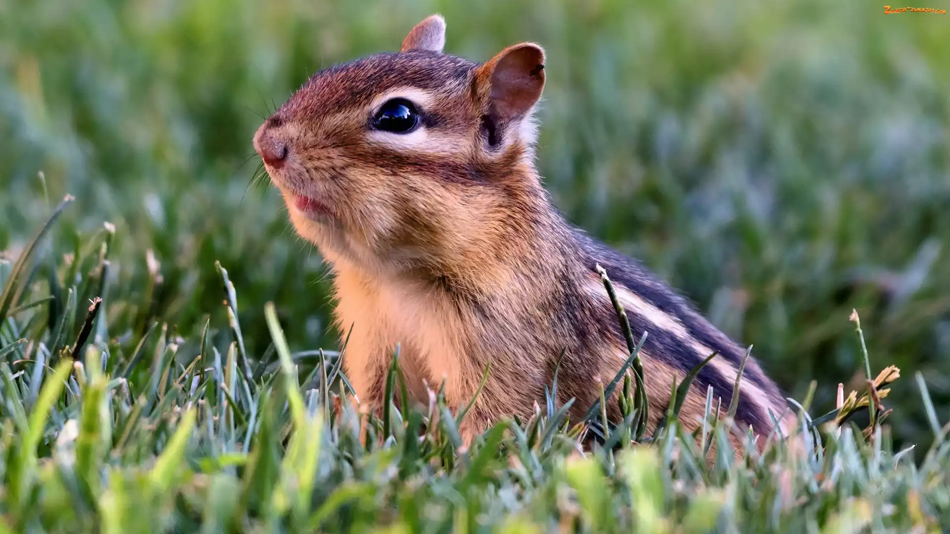Chipmunk, Łąka, Wiewiórka, Trawa