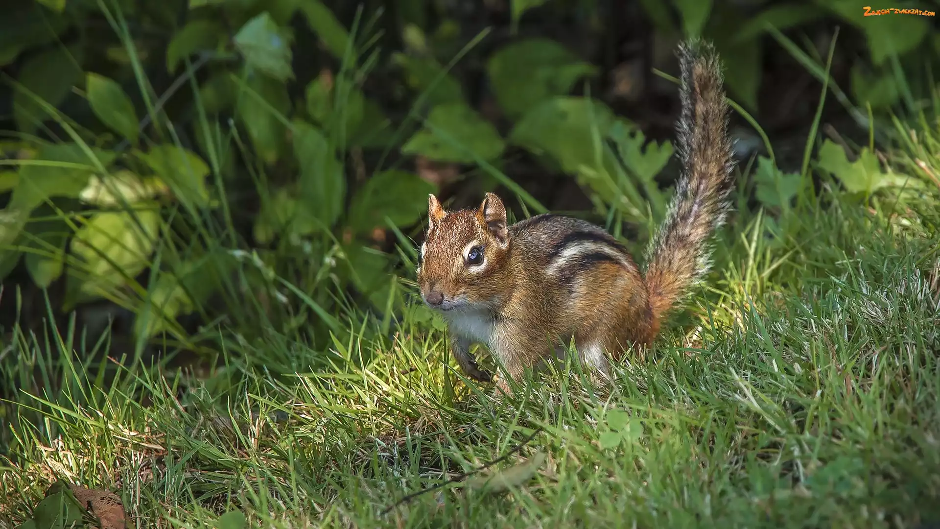 Chipmunk, Rośliny, Wiewiórka, Trawa