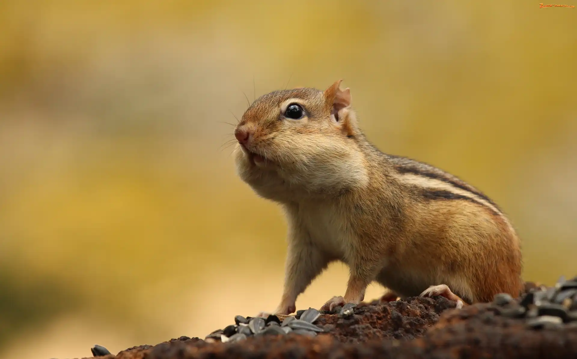 Chipmunk, Tło, Wiewiórka, Żółte