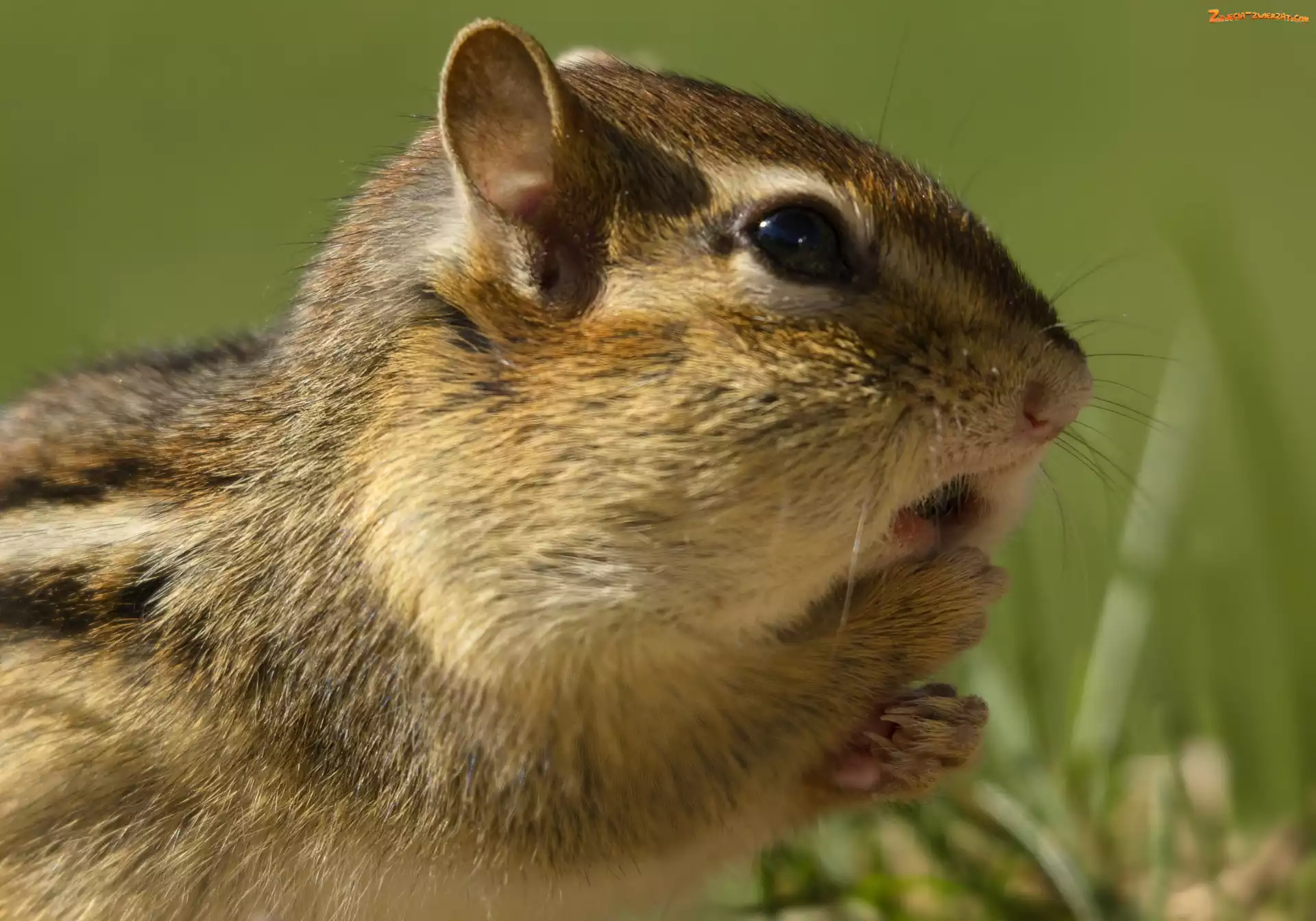 Zdziwienie, Chipmunk, Trawa
