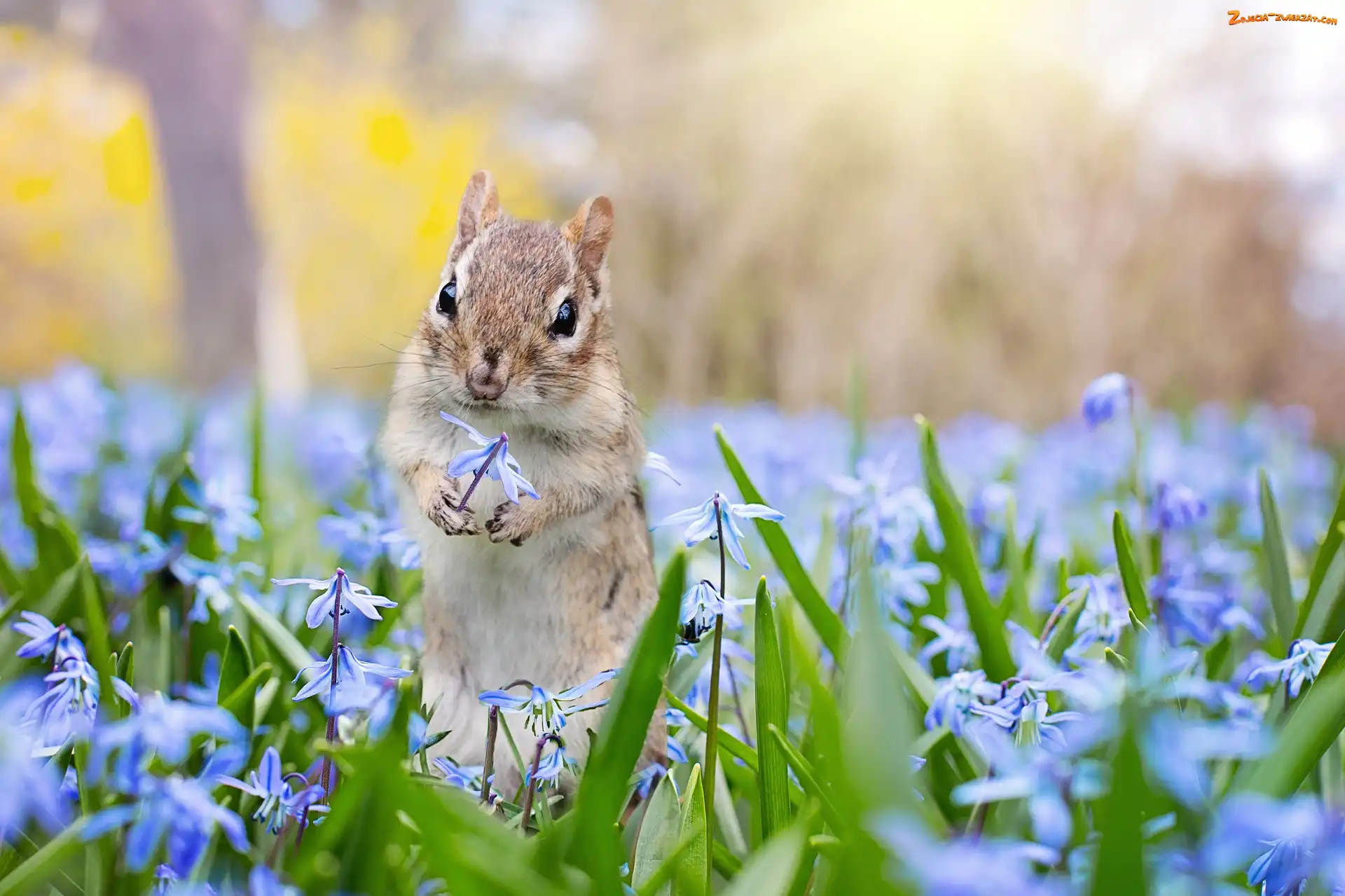 Chipmunk, Cebulica syberyjska, Wiewiórka ziemna, Kwiaty