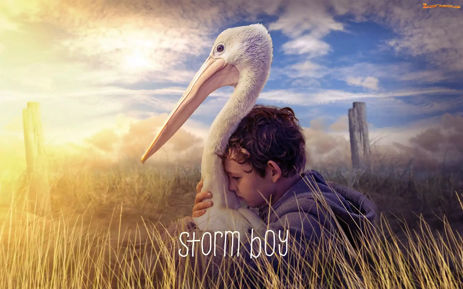 Pelikan, Chłopiec, Storm Boy, Film, Chłopiec z burzy