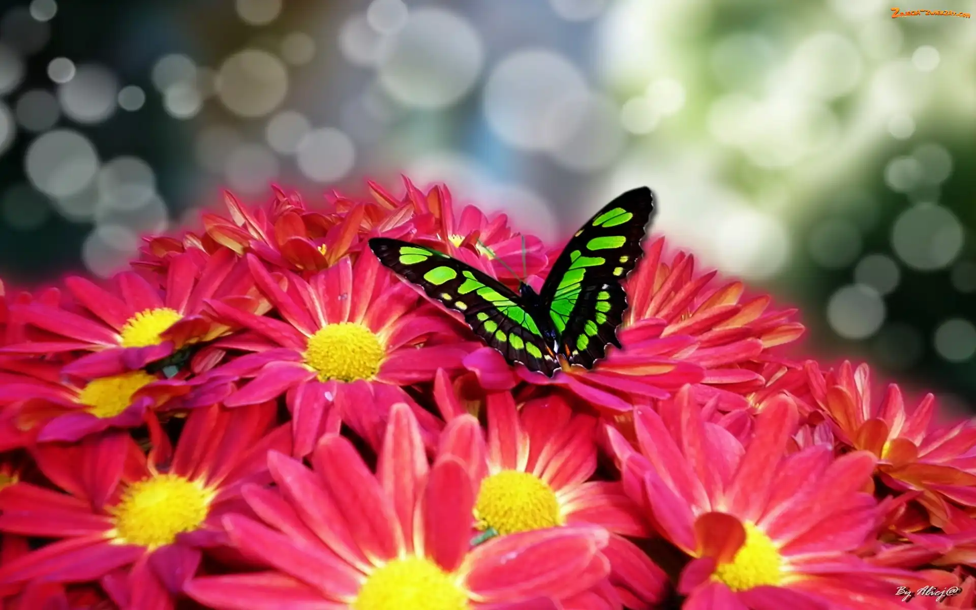 Motyl, Chryzantema, Zielony
