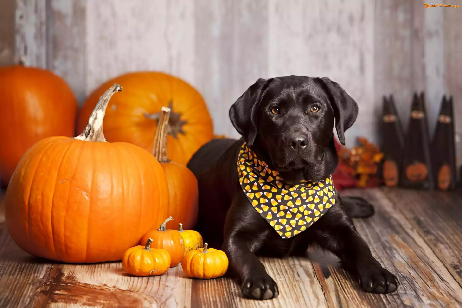 Chusteczka, Halloween, Pies, Dynie