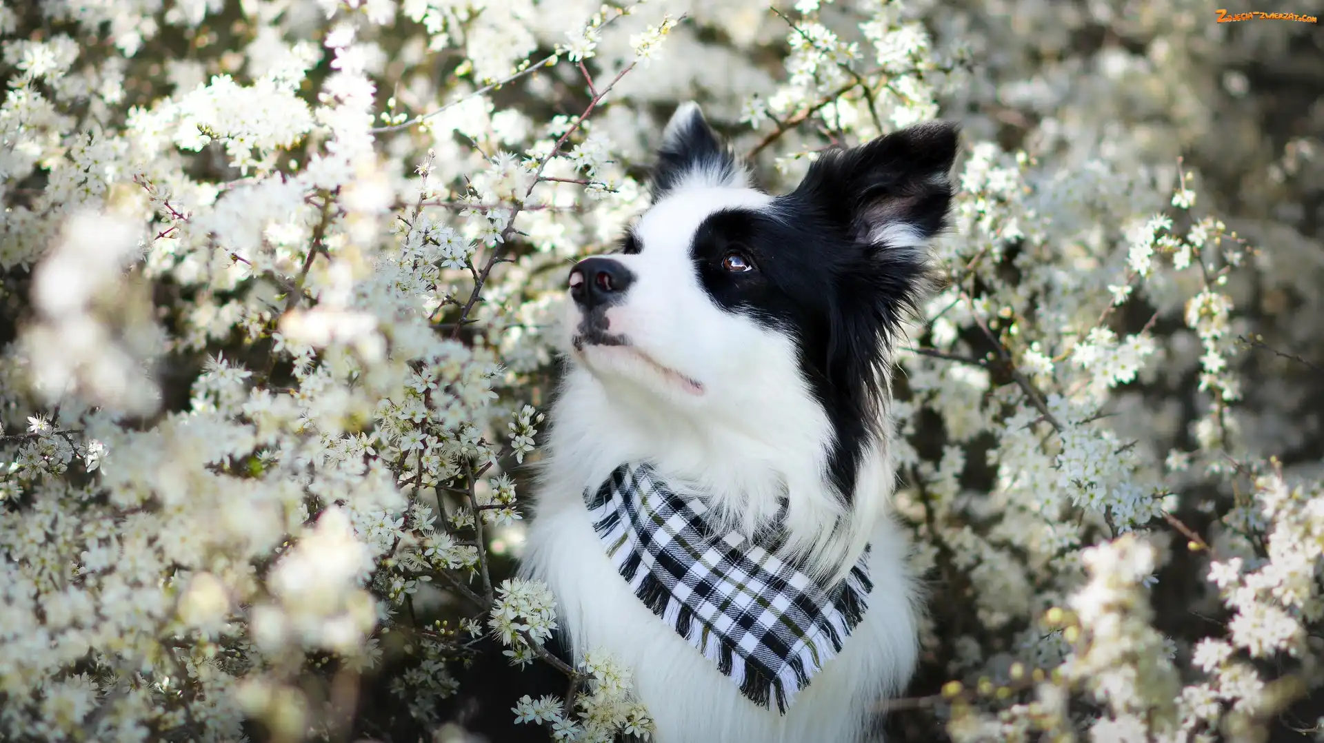Chustka, Kwiaty, Border collie