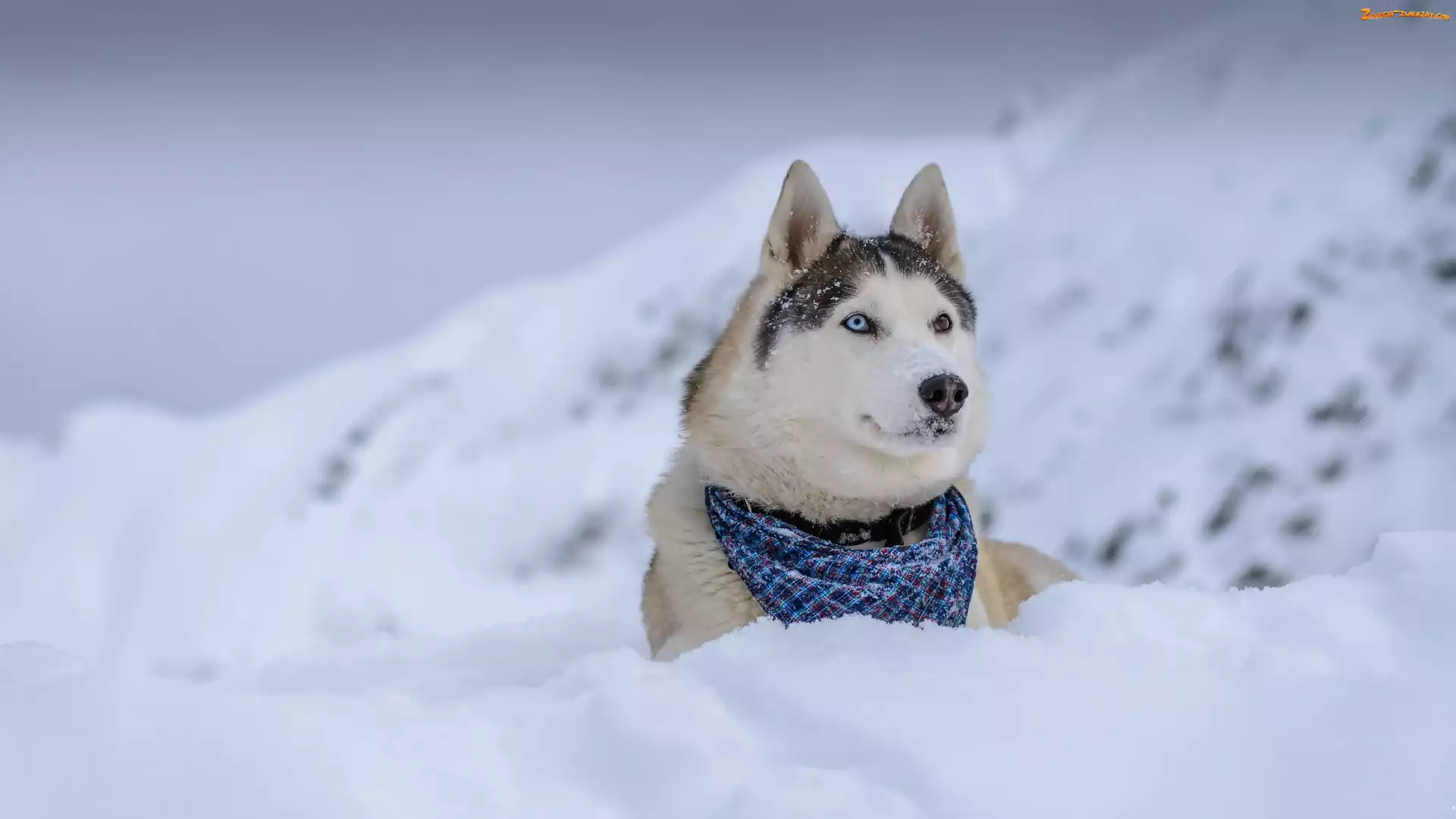 Chustka, Góry, Siberian Husky, Zima