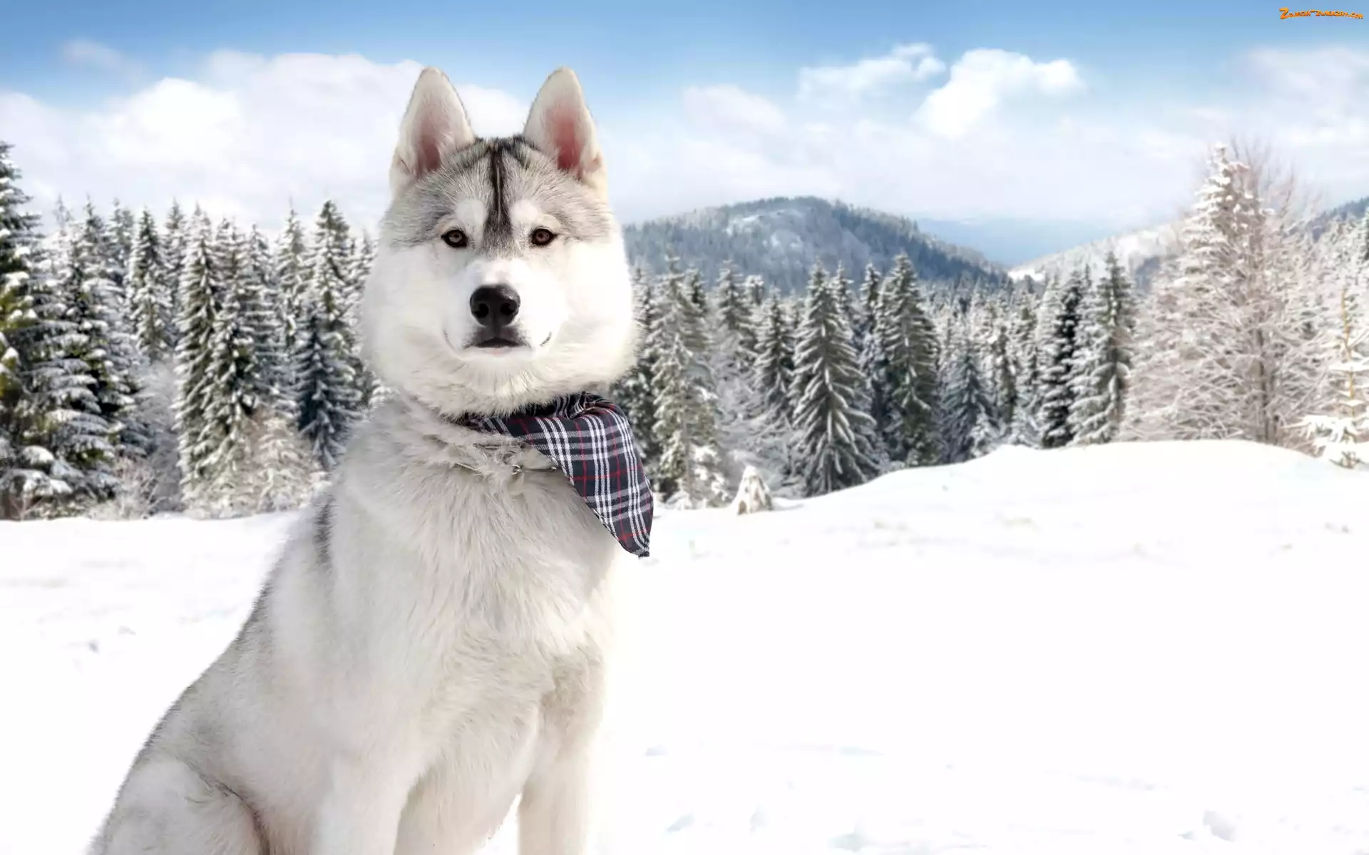 Chustka, Świerki, Husky, Śnieg
